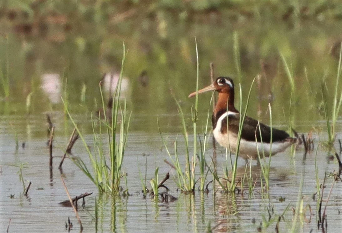 SNIPE - GREATER PAINTED SNIPE - Rostratula benghalensis - PATHUM THANI RICE RESE (74).JPG