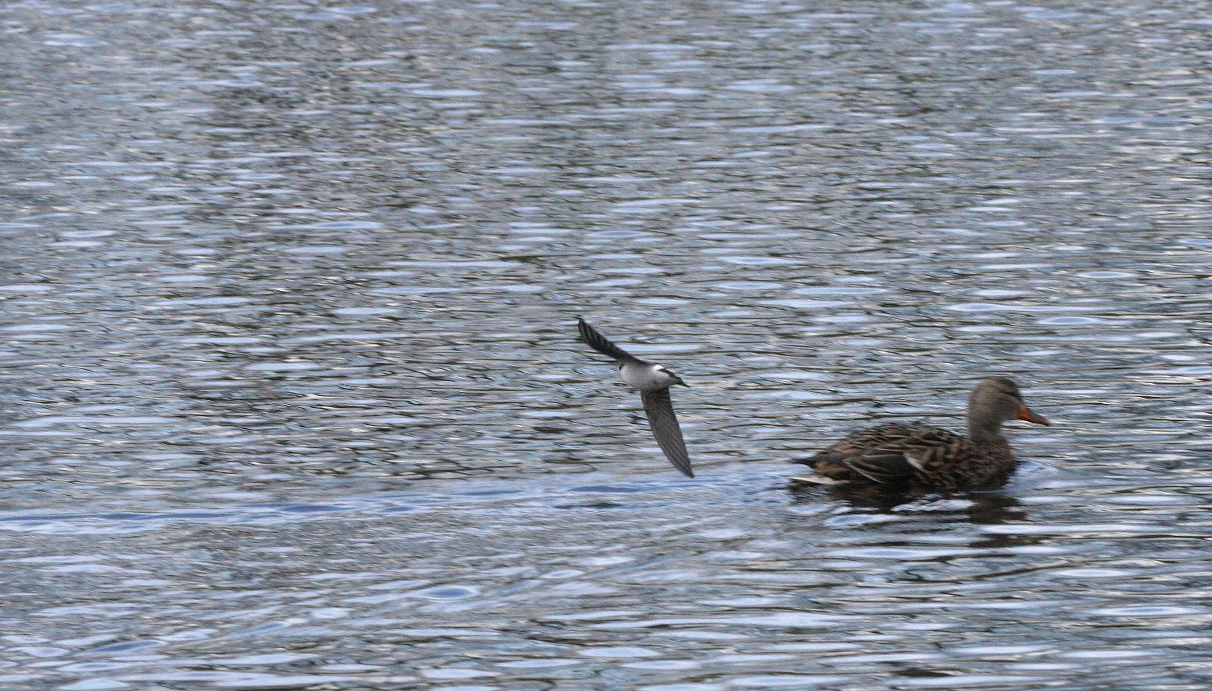 Violet-green Swallow (Tachycineta thalassina) Cary Blake Park Sequim Washington (1).JPG