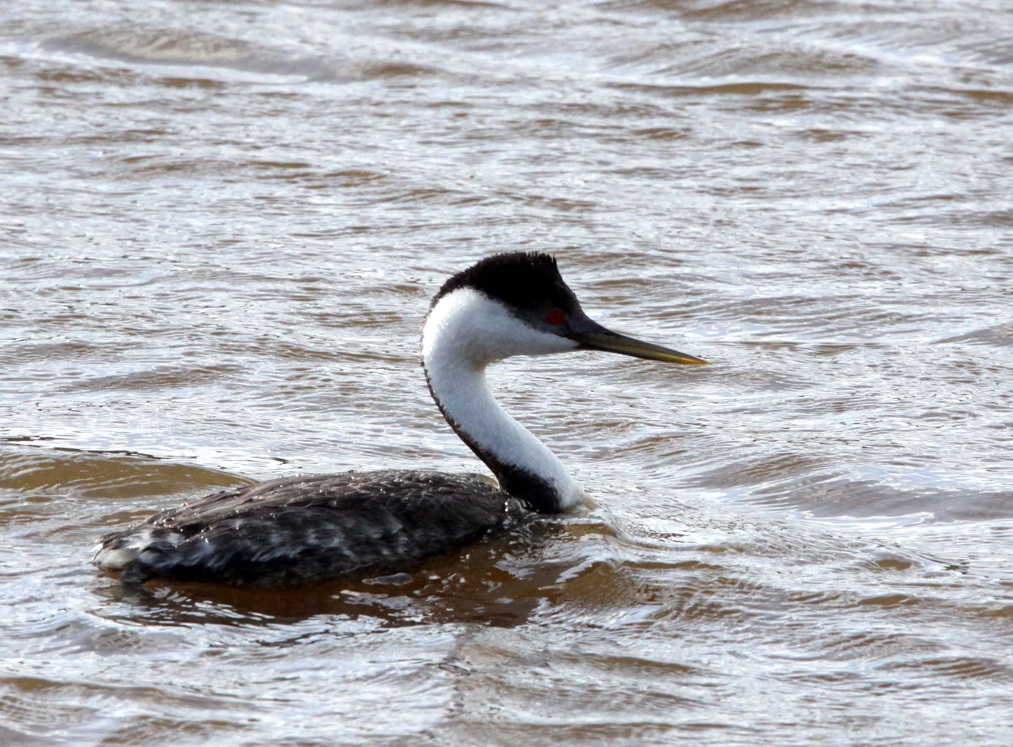 Western Grebe (Aechmophorus occidentalis) Elkhorn Slough WR California (7).JPG