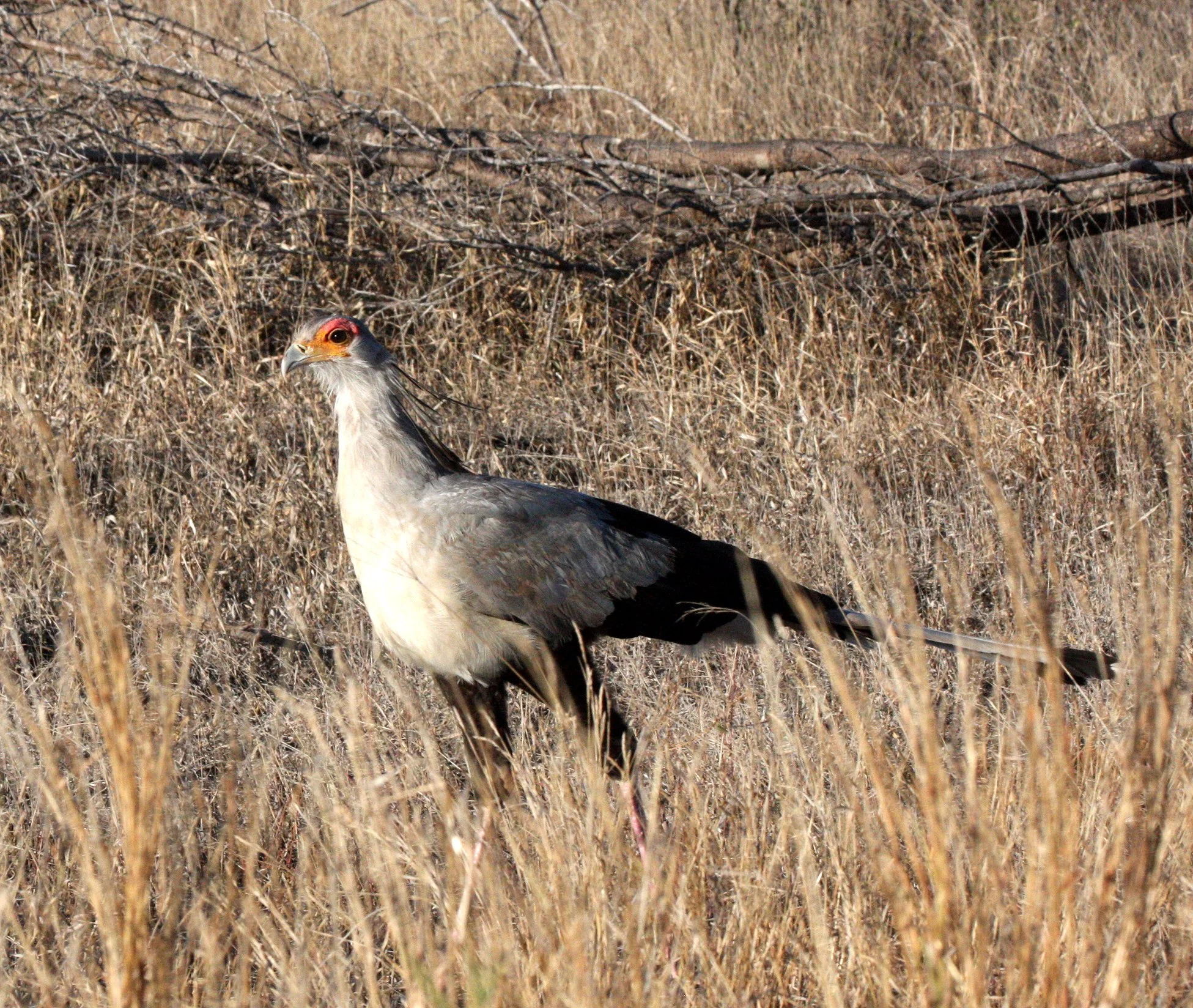 BIRD - SECRETARY BIRD - KRUGER NATIONAL PARK SOUTH AFRICA.JPG