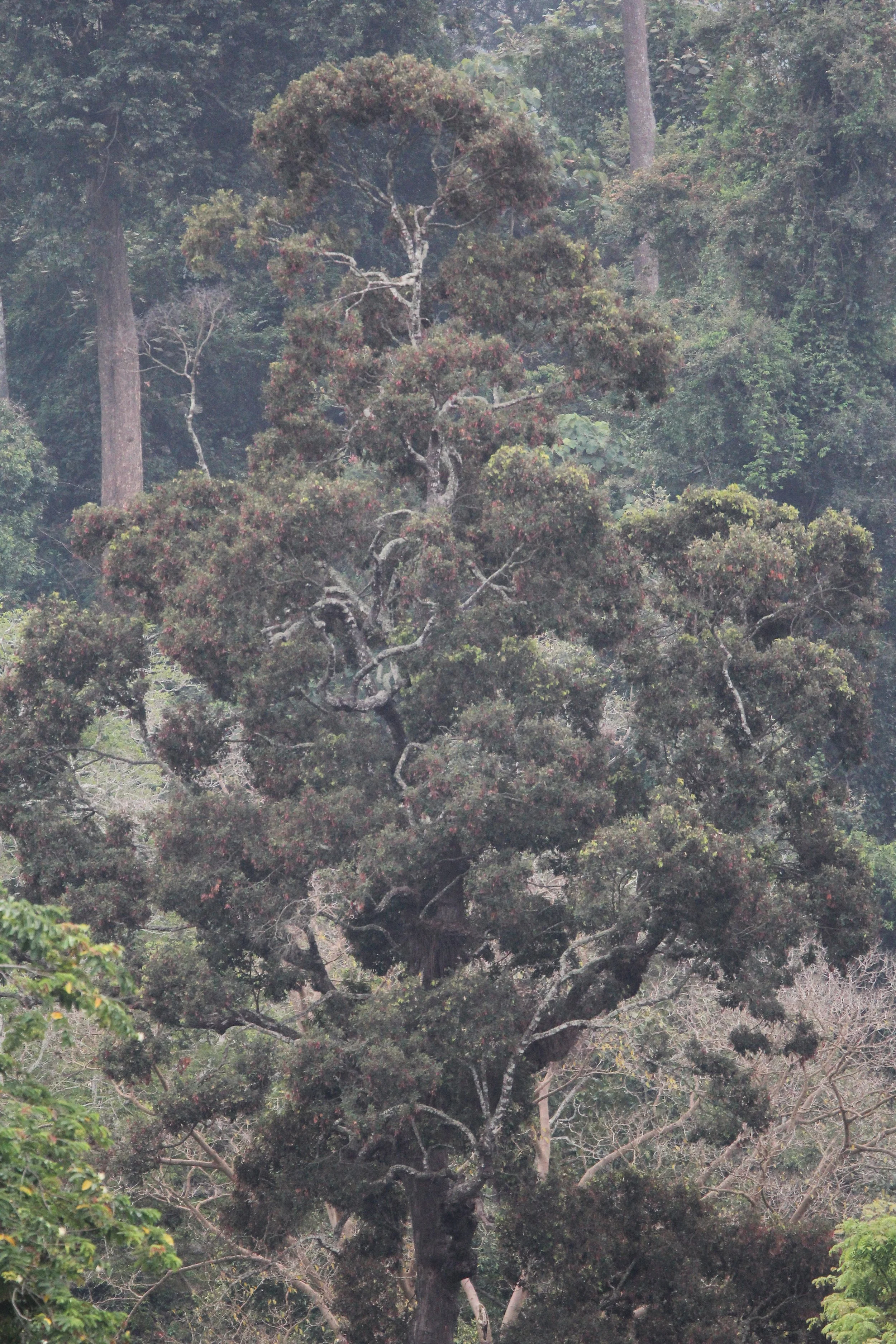 2015 Khao Pang Ma Nonhunting Area (44).JPG