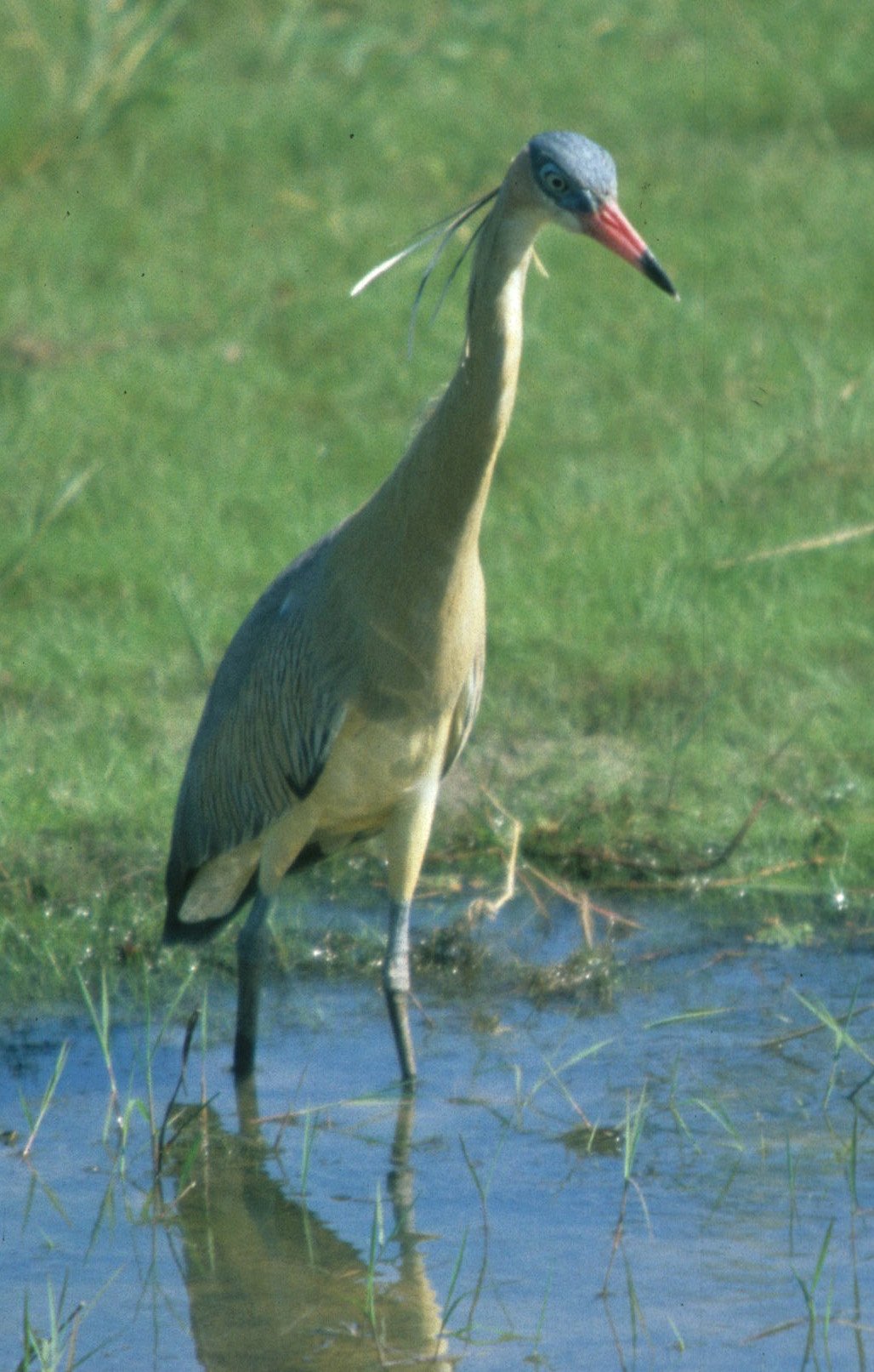 HERON - WHISTLING - Syrigma sibilatrix - PANTANAL BRAZIL (5).jpg