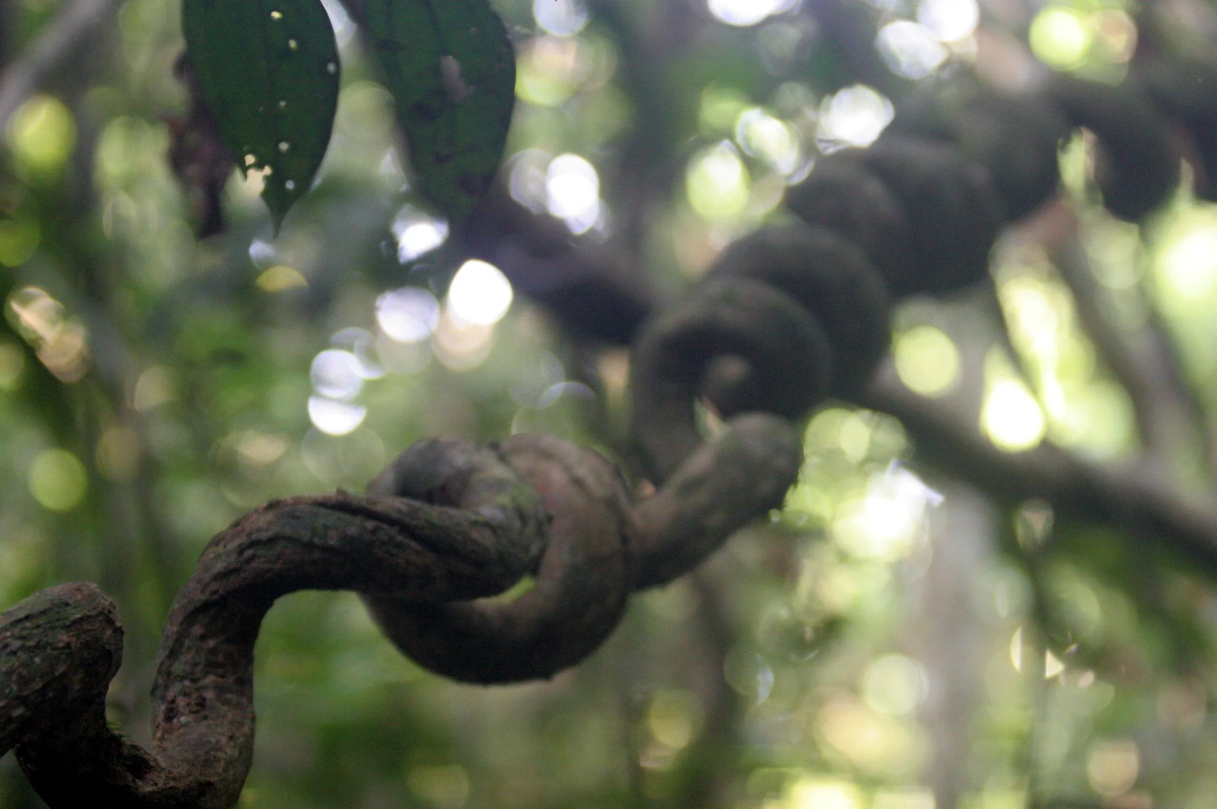 KINABATANGAN RIVER BORNEO - LIANA.JPG
