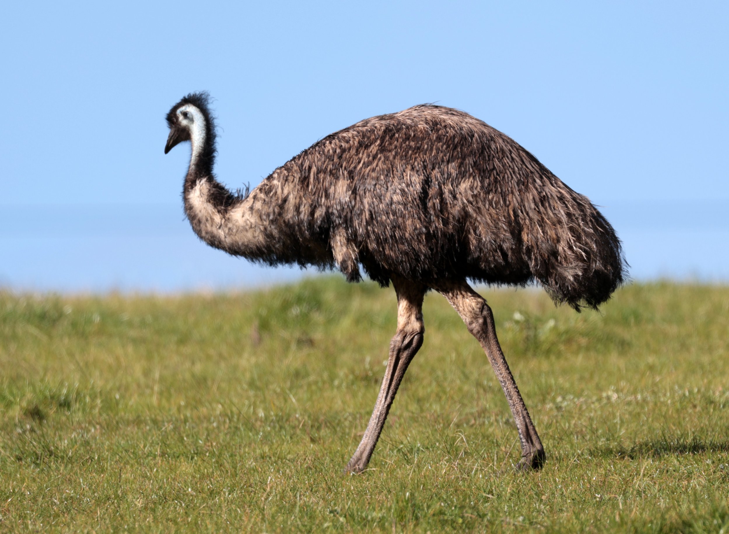 Emu (Dromaius novaehollandiae) Mt Frankland NP - Western Australia (1).jpg