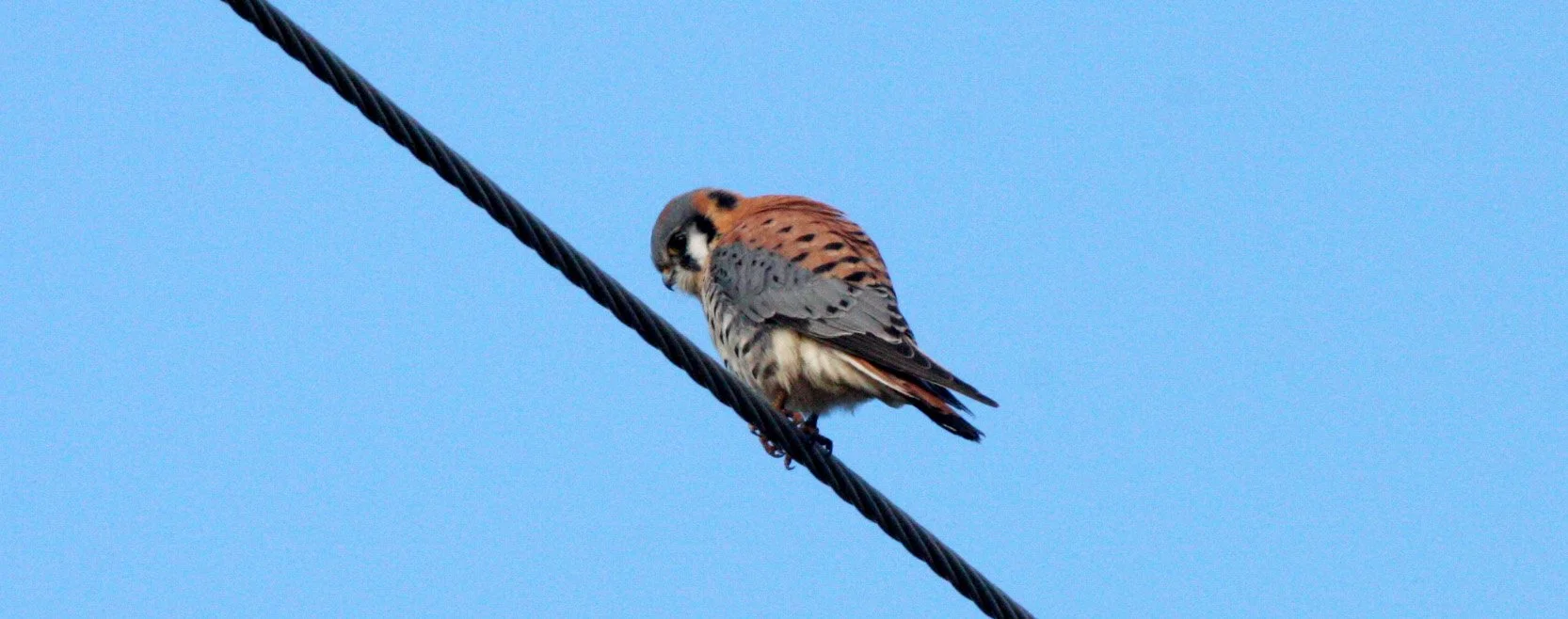 BIRD - AMERICAN KESTREL - SEQUIM SIDE ROADS WA (5).JPG