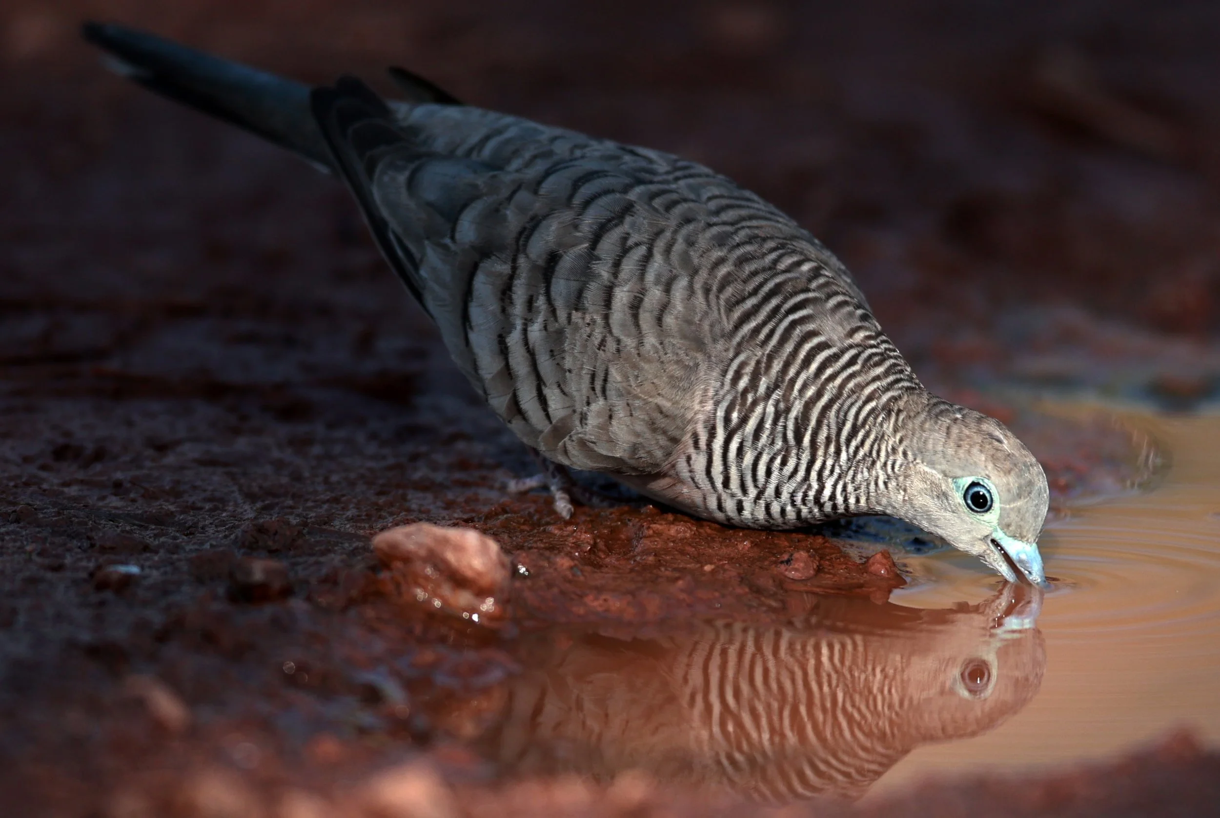 Zebra Dove (Geopelia striata) Darwin River Area - Northern Territory (1).jpg