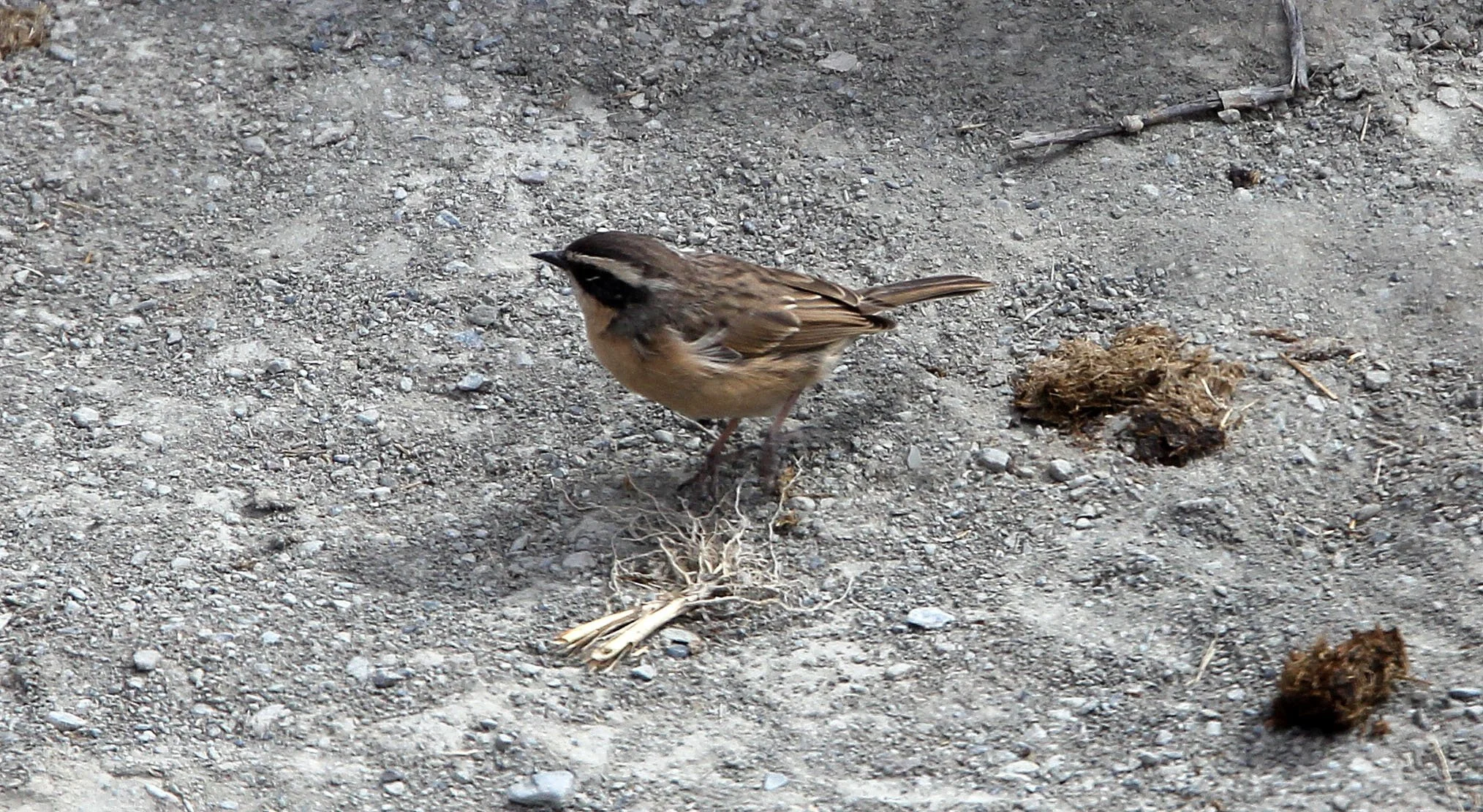 Brown Accentor (Prunella fulvescens) Hemis NP Ladakh India (4).JPG