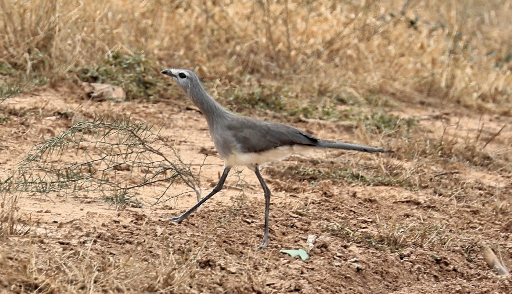 Black-legged Seriema (Chunga burmeisteri) Agua Dulce Paraguay (1).jpg