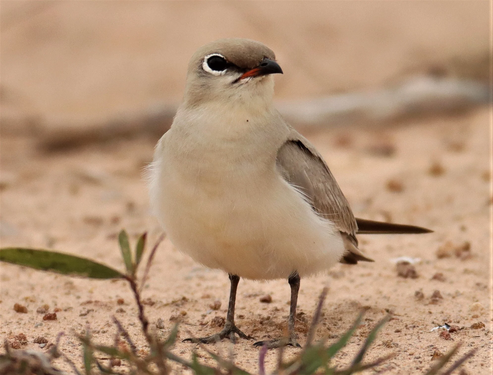PRATINCOLE - SMALL PRATINCOLE - Glareola lactea - KABIN BURI WETLANDS 15KM OUT ON 304 (43).jpg