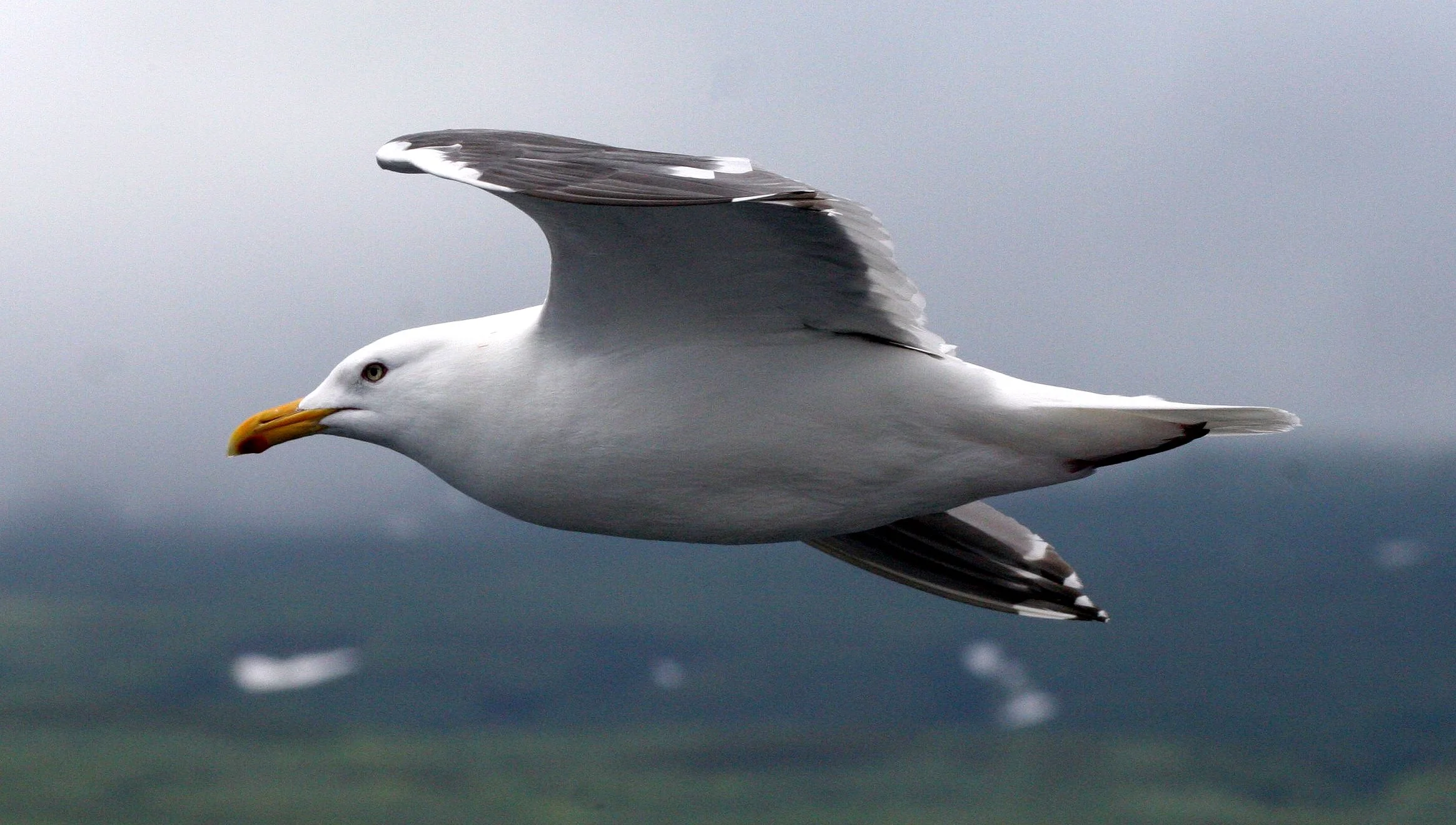 BIRD - GULL - GLAUCOUS GULL - KURIL ISLANDS RUSSIA (4).jpg