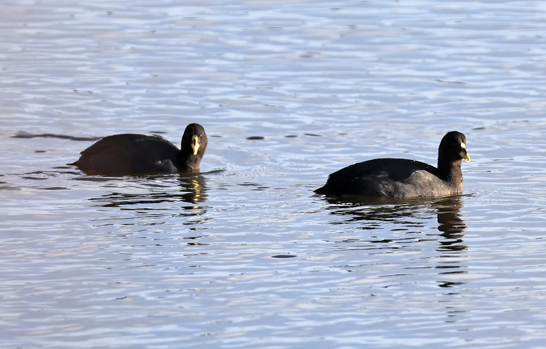 White-winged Coot (Fulica leucoptera) 