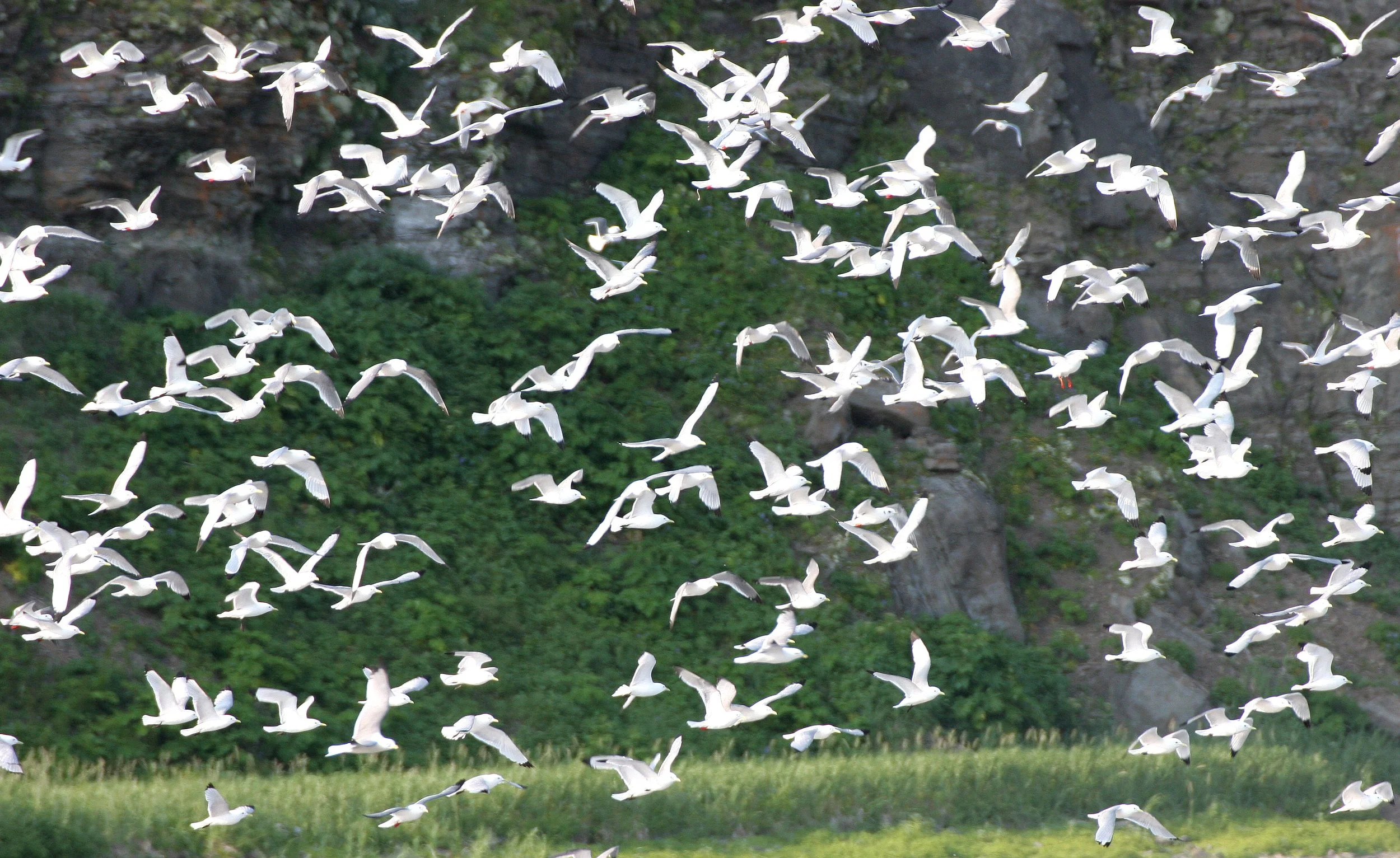 BIRD - KITTIWAKE - RED-LEGGED - COMMANDORSKY (5).jpg