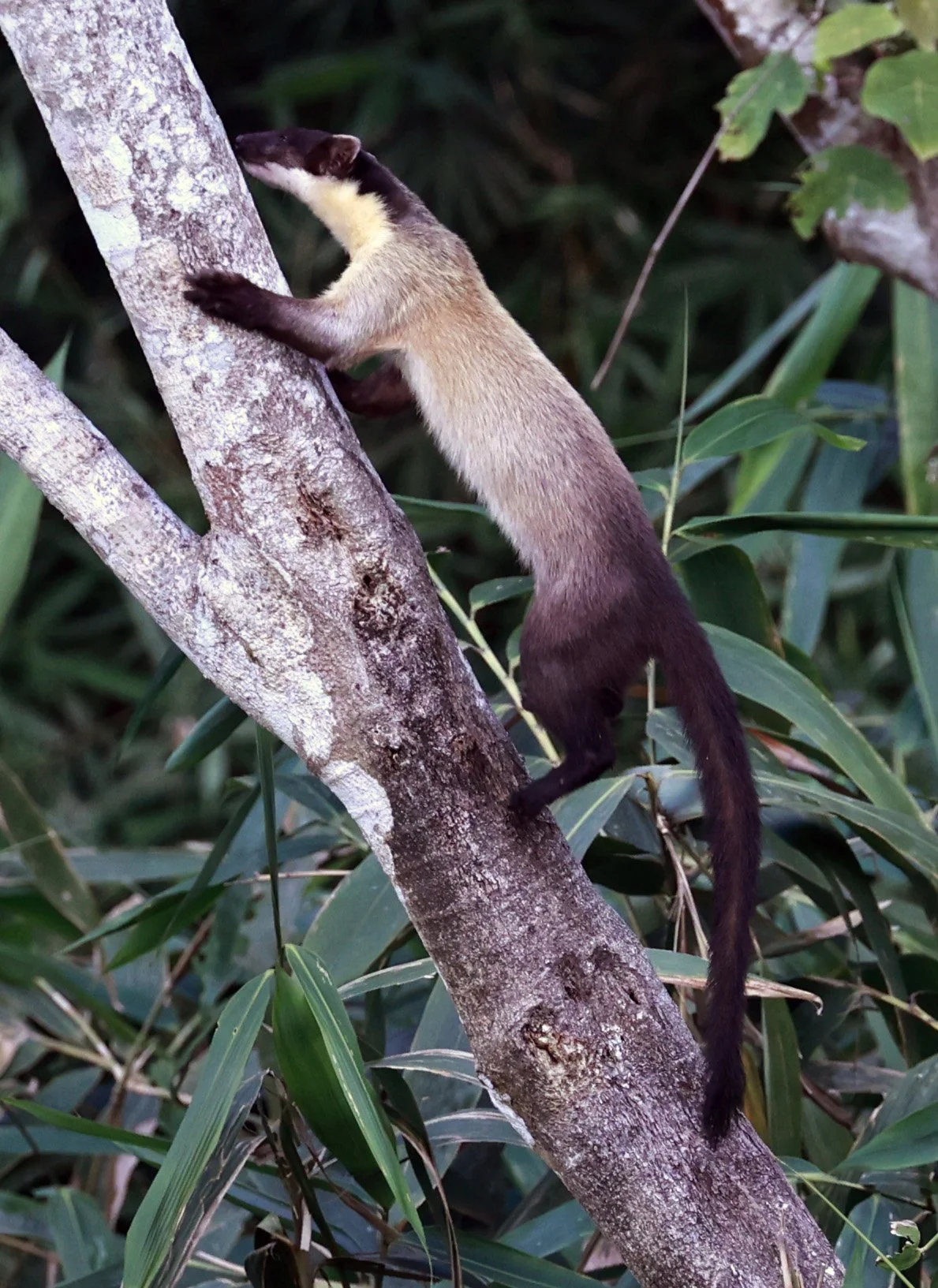 Yellow-throated Marten (Martes flavigula) Kaeng Krachan National Park Thailand, Jan 2025 (210).jpg