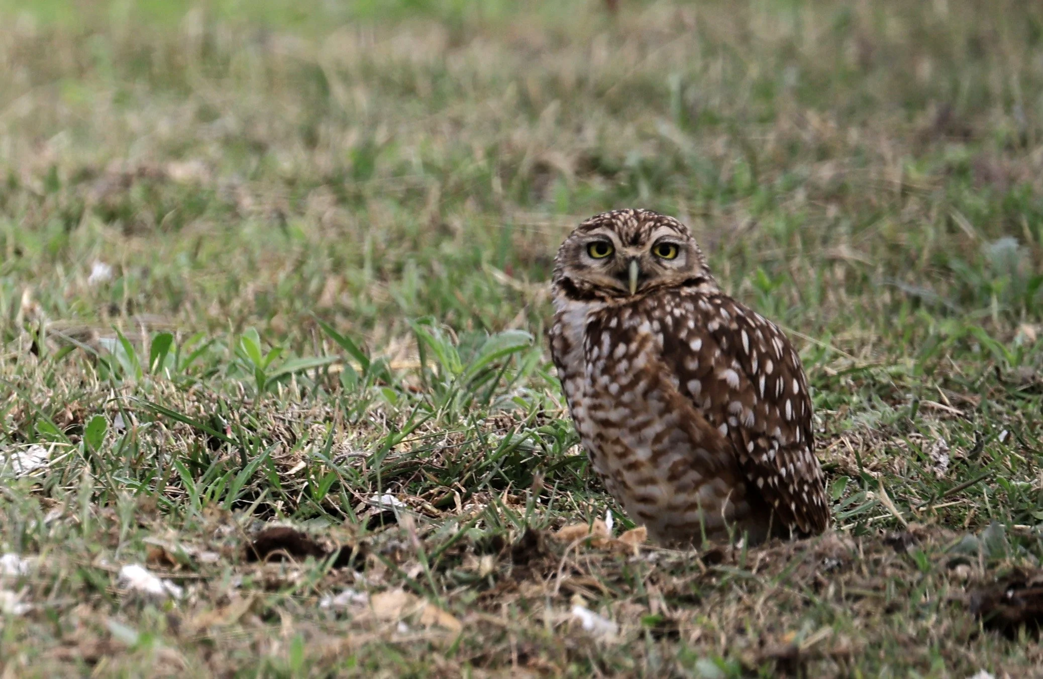Burrowing Owl (Athene cunicularia) Aurora Chaquena near Neuland Mennonite Colony Paraguay (1).jpg