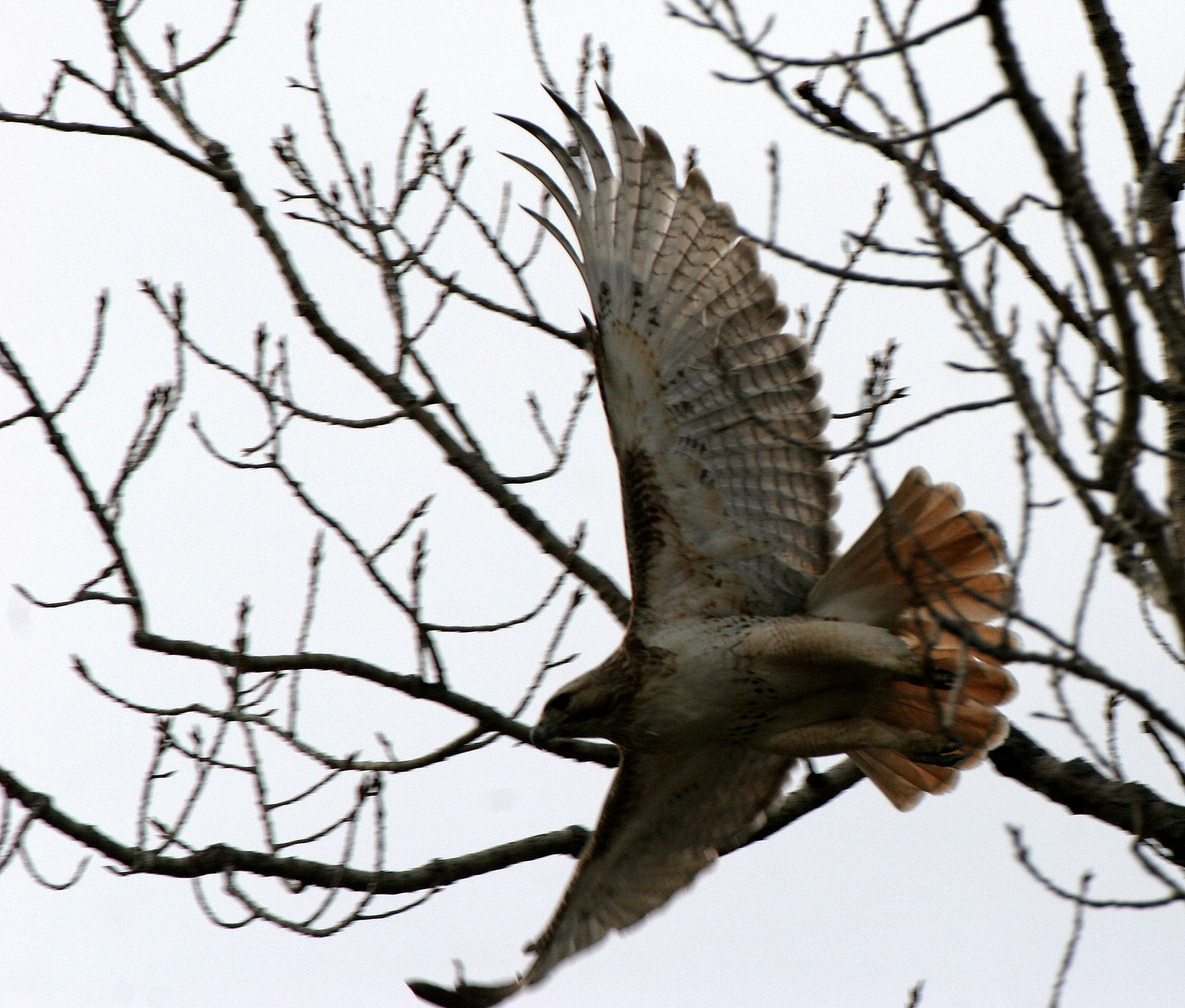 Buteo jamaicensis - RED-TAILED HAWK - WHEATON ILLINOIS (15).JPG