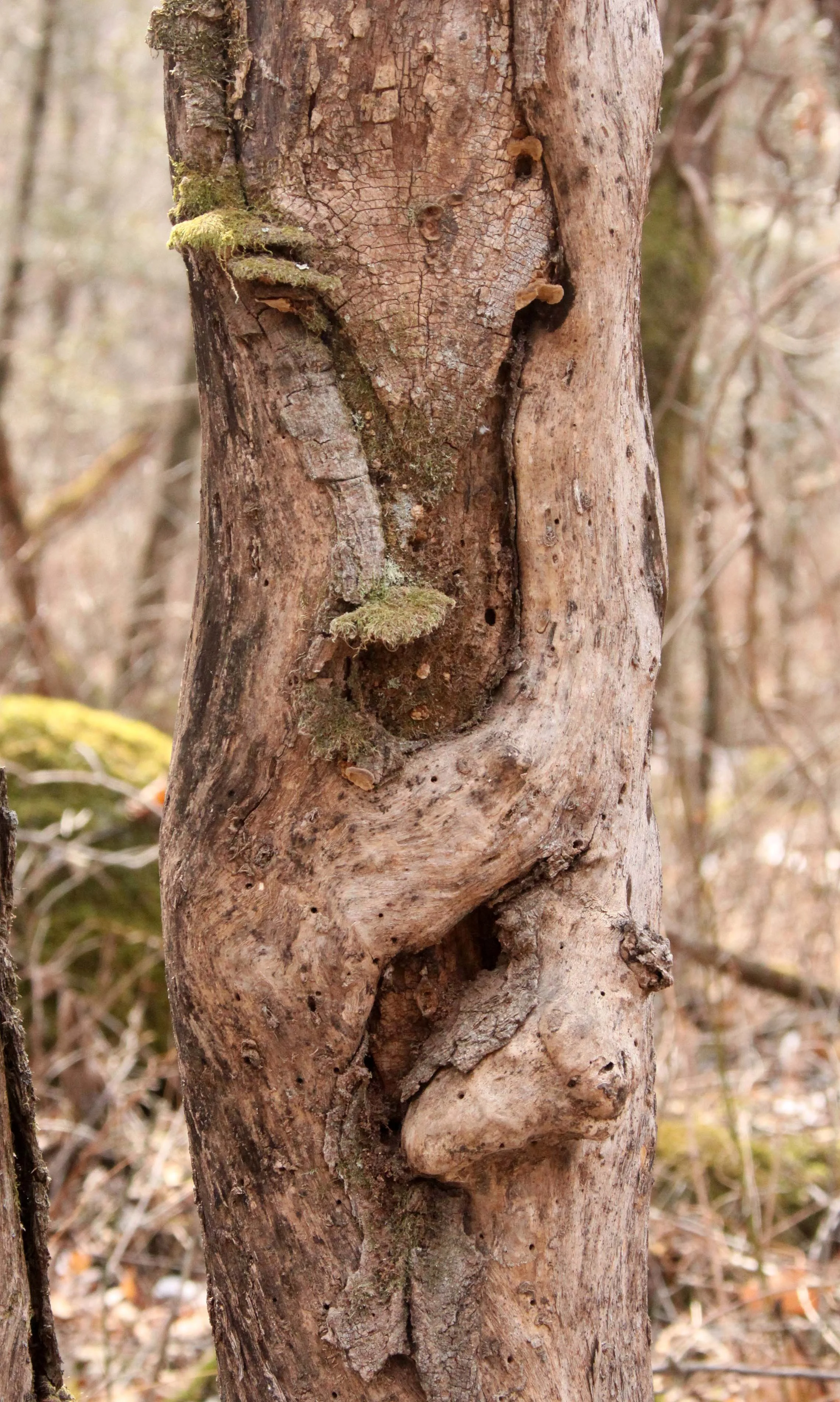FOPING NATURE RESERVE - SHAANXI PROVINCE CHINA (260).JPG