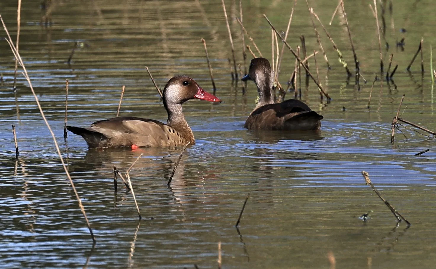 Brazilian Teal (Amazonetta brasiliensis) Agua Dulce Paraguay (6).jpg