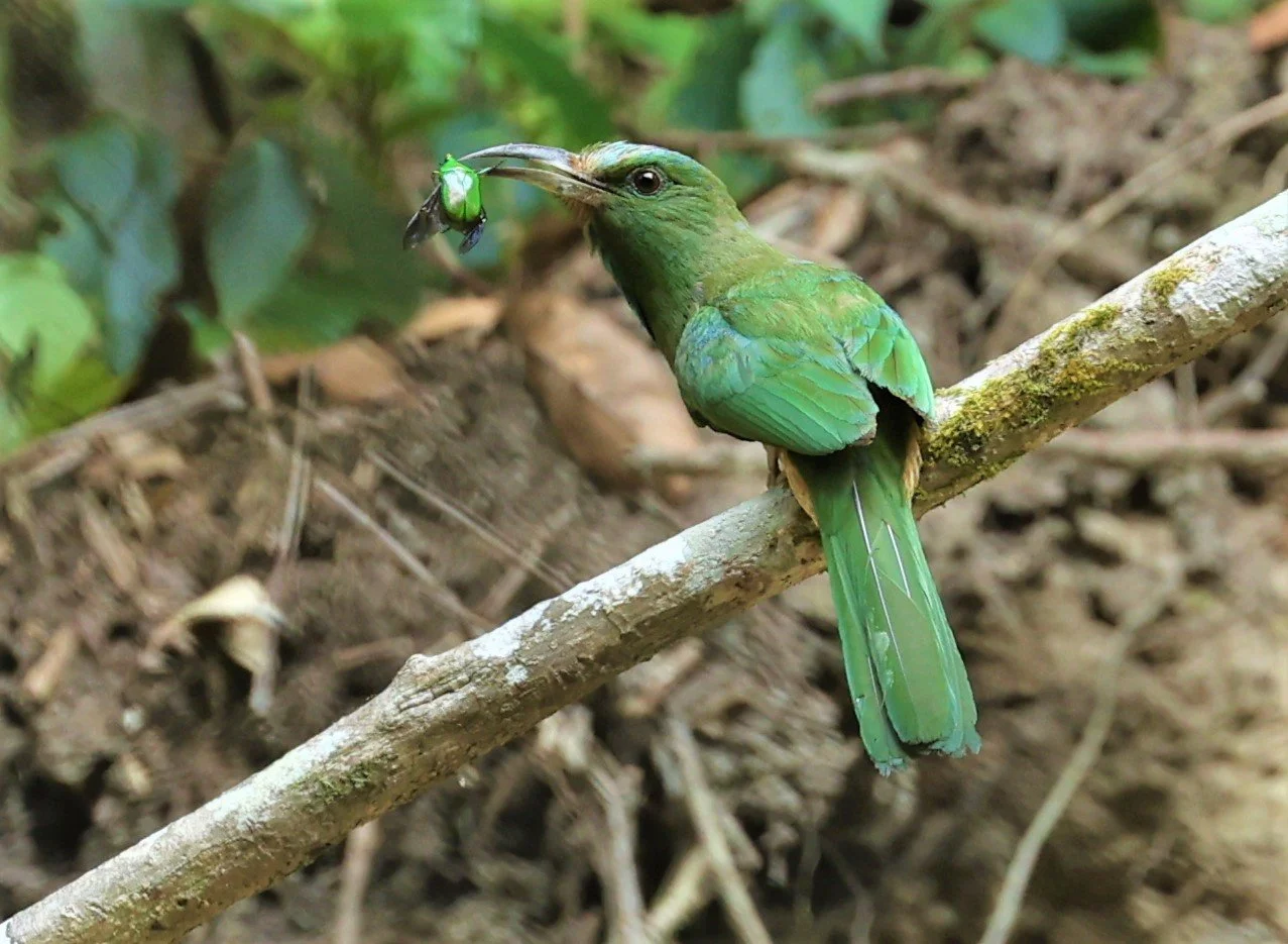 BEE-EATER - BLUE-BEARDED BEE-EATER - Nyctyornis amictus - CHONG YEN CAMPSITE MAE WONG NP MAY 1 2022 (6).jpg