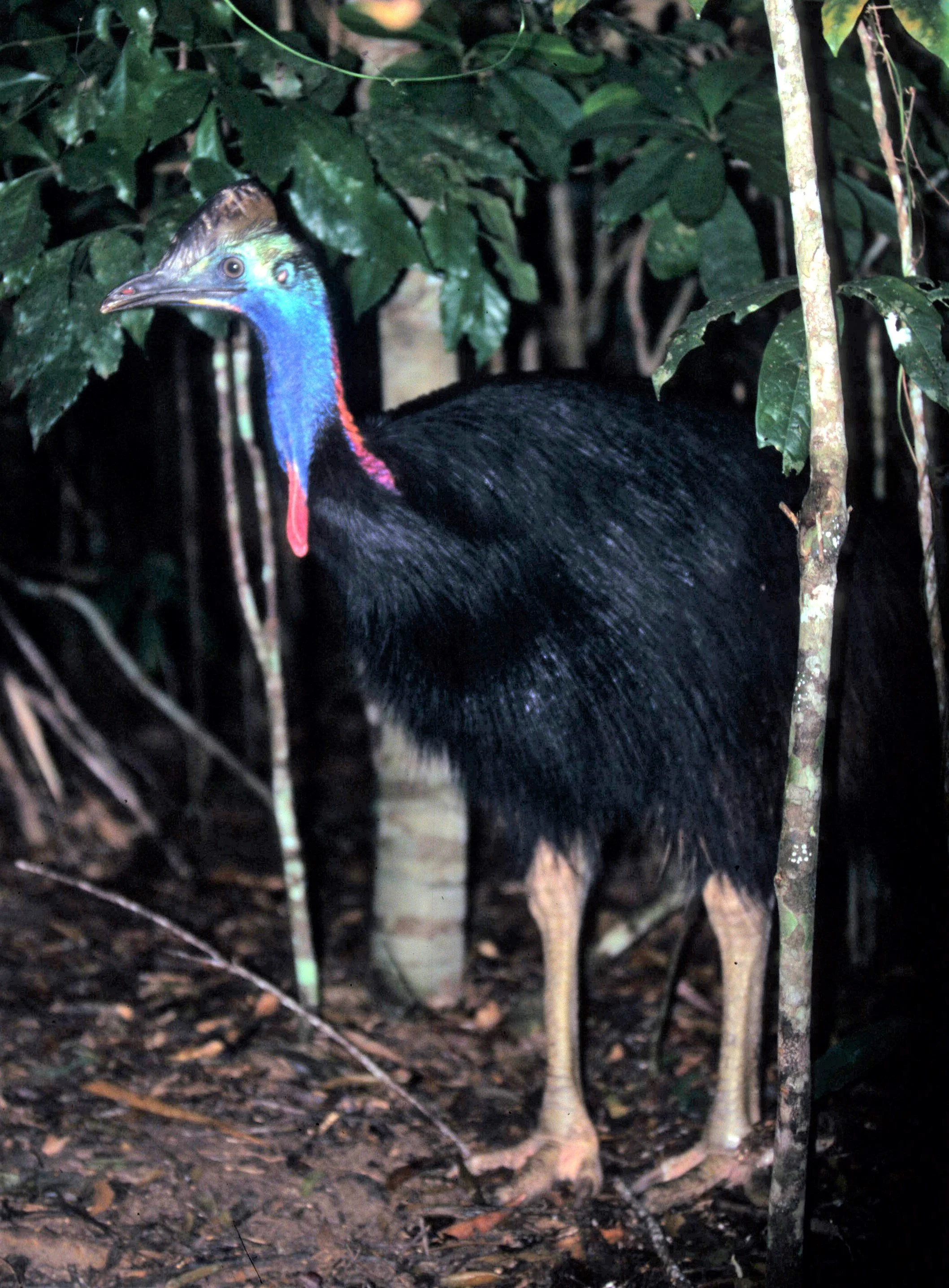 Casuarius casuarius - SOUTHERN CASSOWARY - DAINTREE FOREST NEAR KURANDA aa.jpg