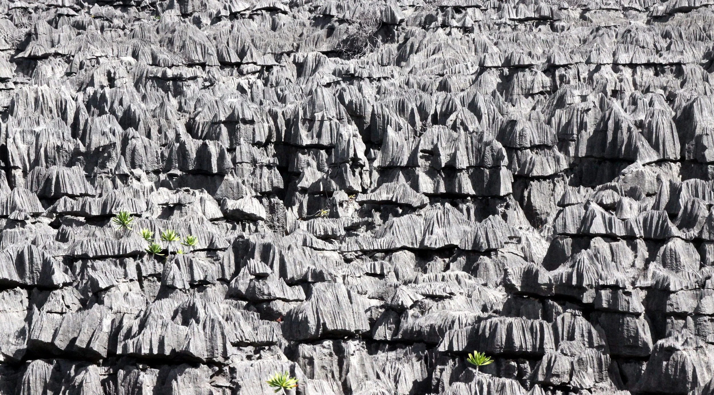 The Tsingy Forest of Ankarana National Park