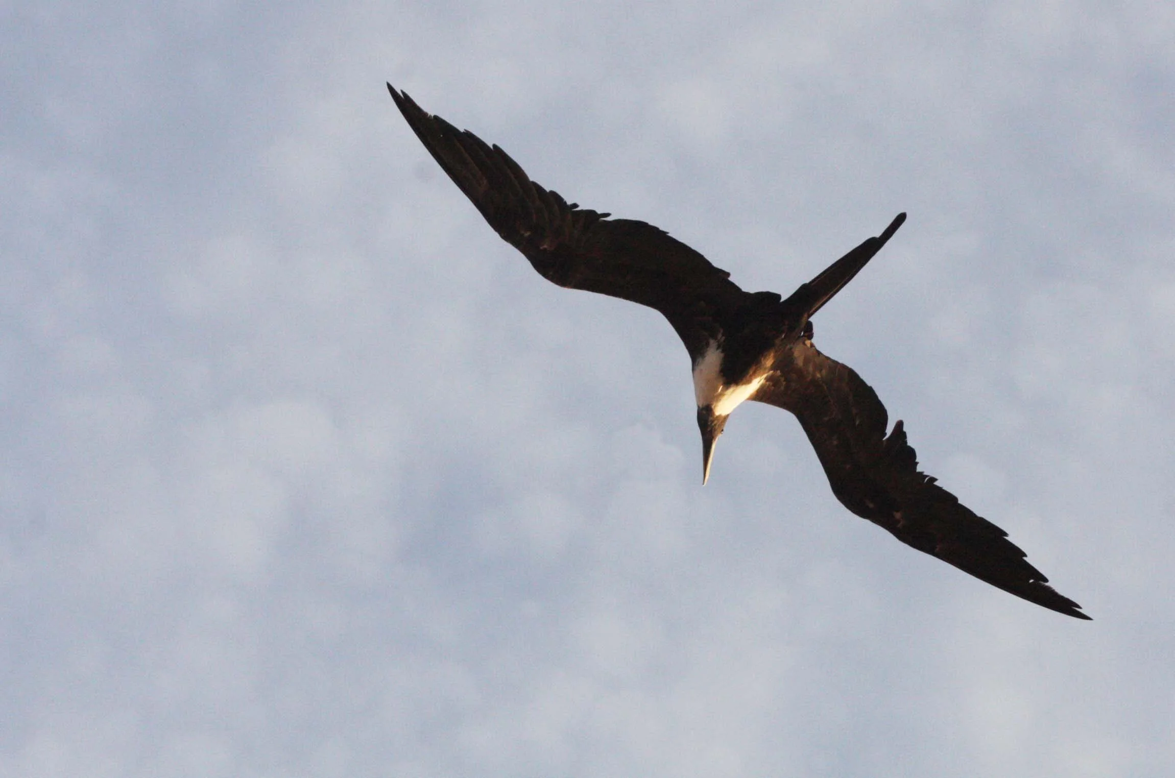 Magnificent Frigatebird (Fregata magnificens) Isla Catalina Baja Mexico (3).JPG