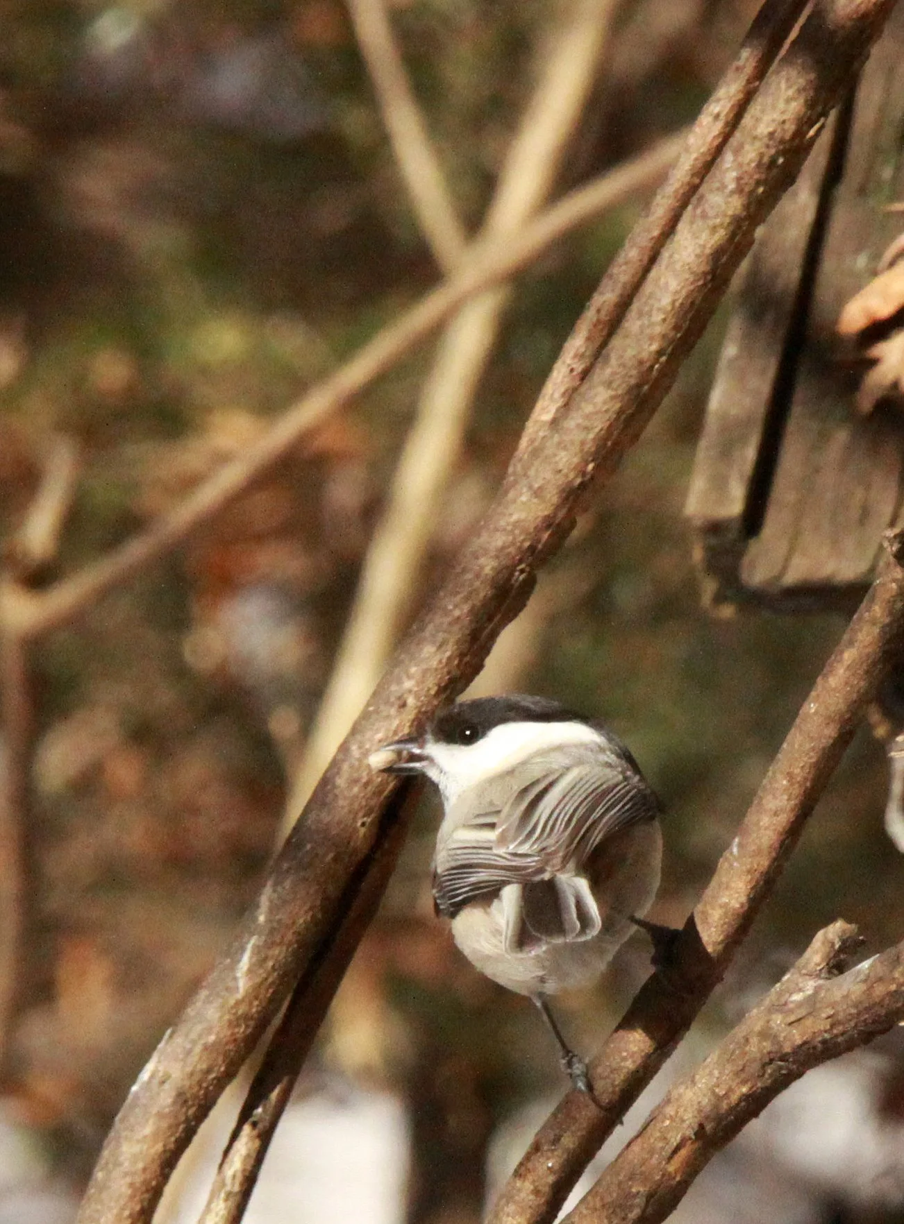 Willow Tit (Poecile montanus) Shiobutsu Onsen Karuizawa Japan (13).JPG
