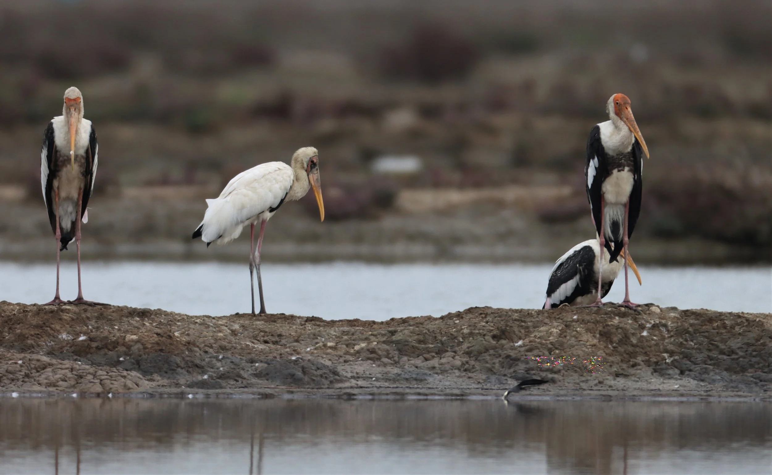 STORK - MILKY STORK - Mycteria cinerea - WITH PAINTED STORK - KHLONG TAMRU CHONBURI (41).jpg