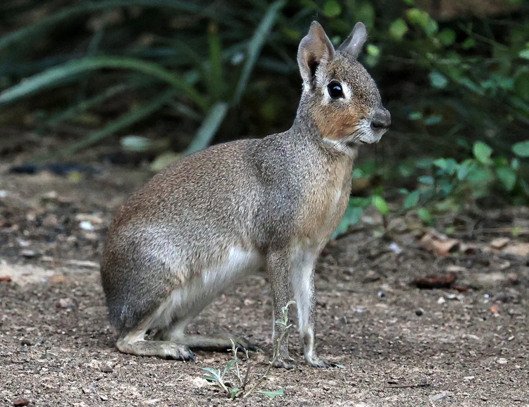 Chacoan Mara (Dolichotis salinicola) Hotel Campestre Iparoma Paraguay (41).jpg