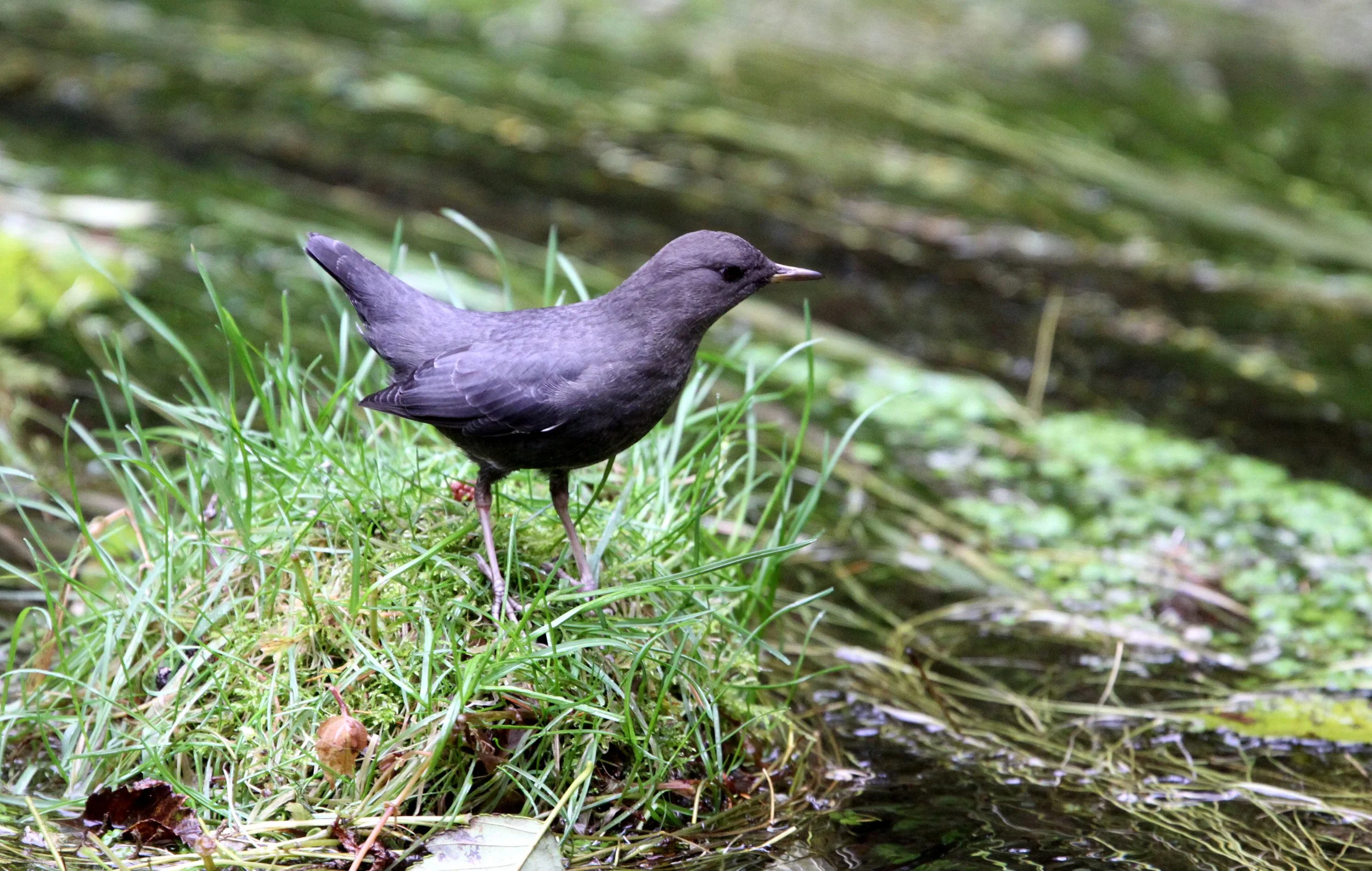 American dipper (Cinclus mexicanus) Hoh Rainforest Washington State (7).JPG