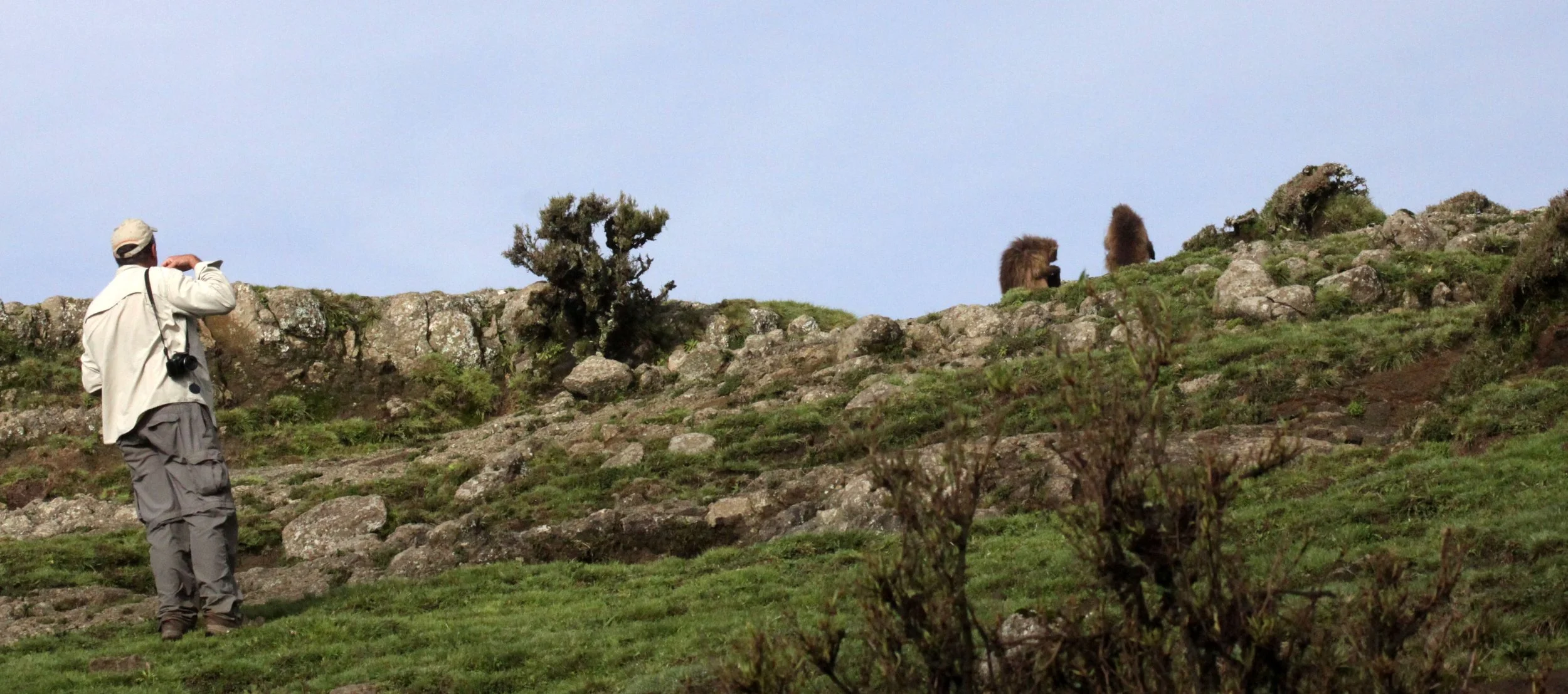 CERCOPITHECIDAE - Theropithecus gelada - GELADA - SIMIEN MOUNTAINS NATIONAL PARK ETHIOPIA (1349).JPG
