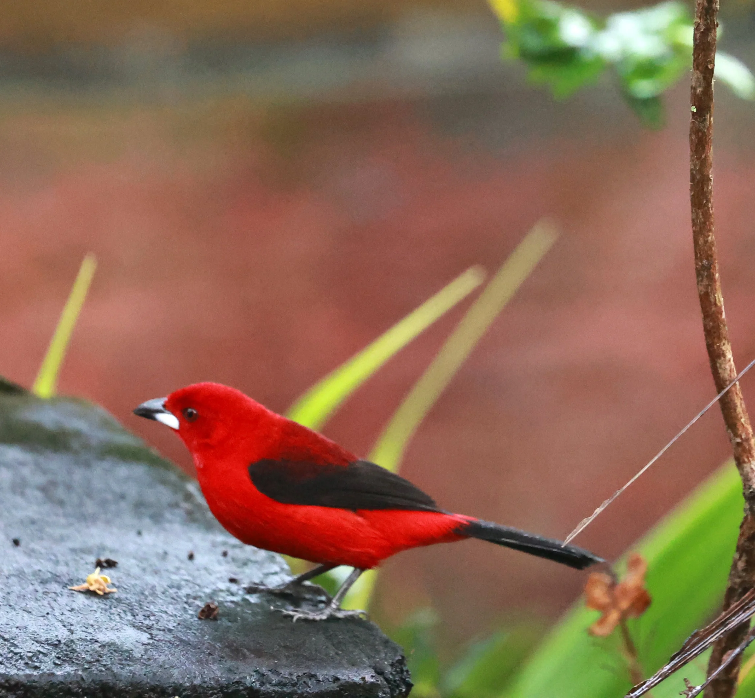 Brazilian Tanager (Ramphocelus bresilia) Superagui National Park, Brazil  (4).jpg