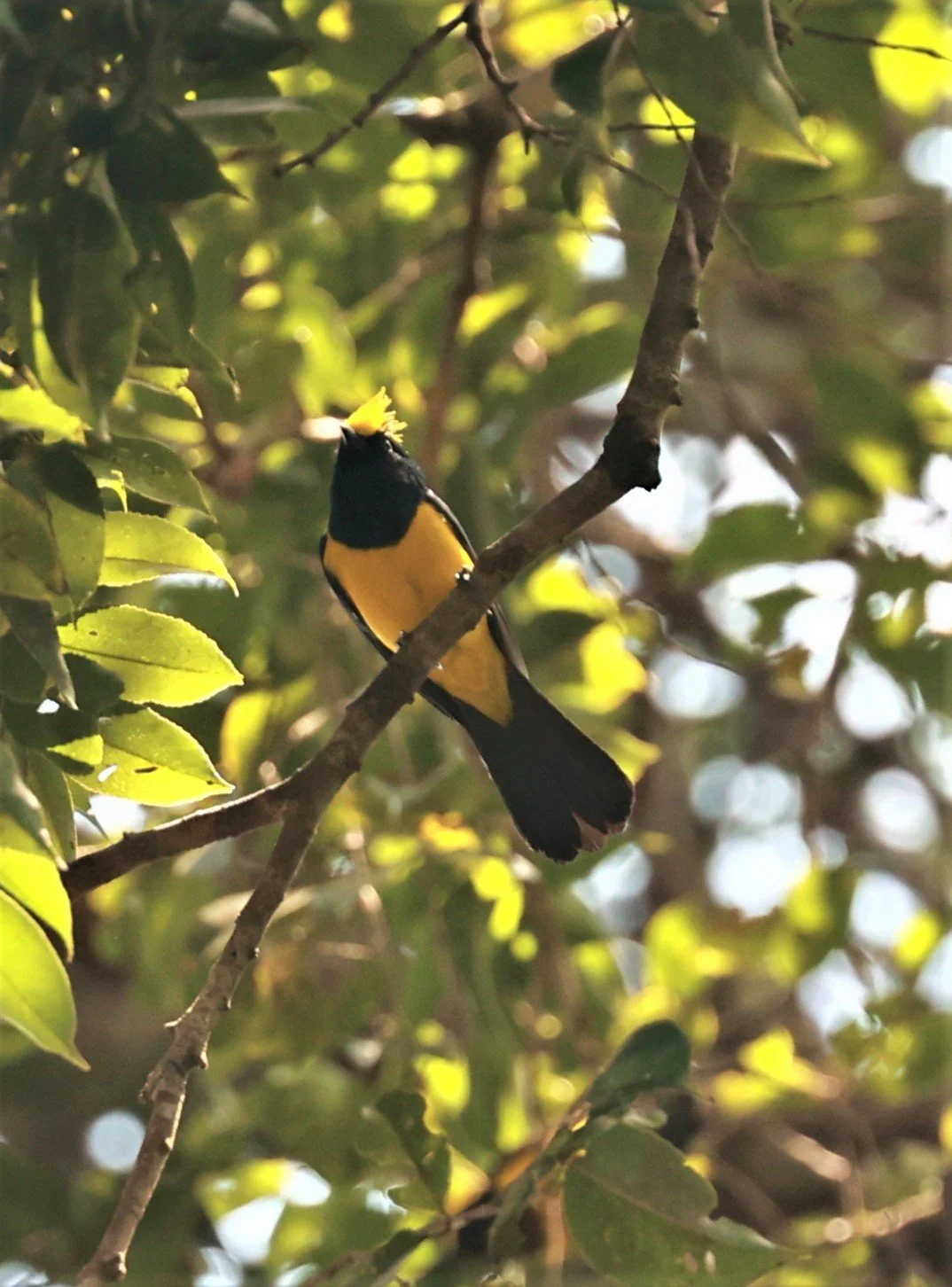 Sultan Tit (Melanochroa sultanea) Phu Khieo Wildlife Sanctuary, Loei Thailand (1).jpg