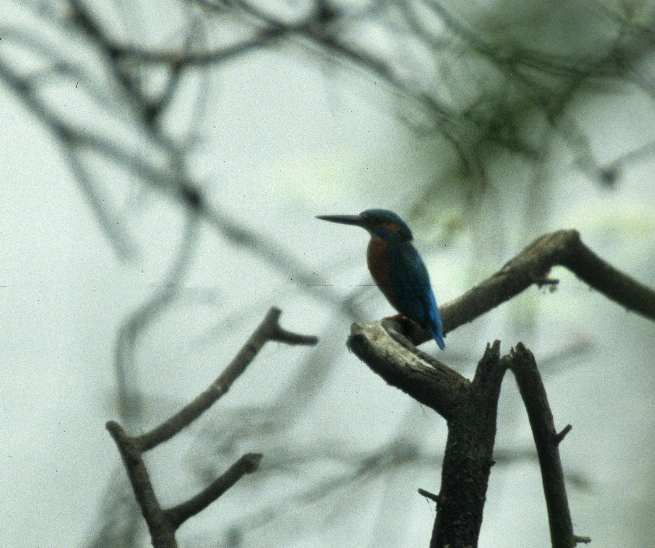 BIRD - KINGFISHER - COMMON KINGFISHER - KALEODEO INDIA A.jpg