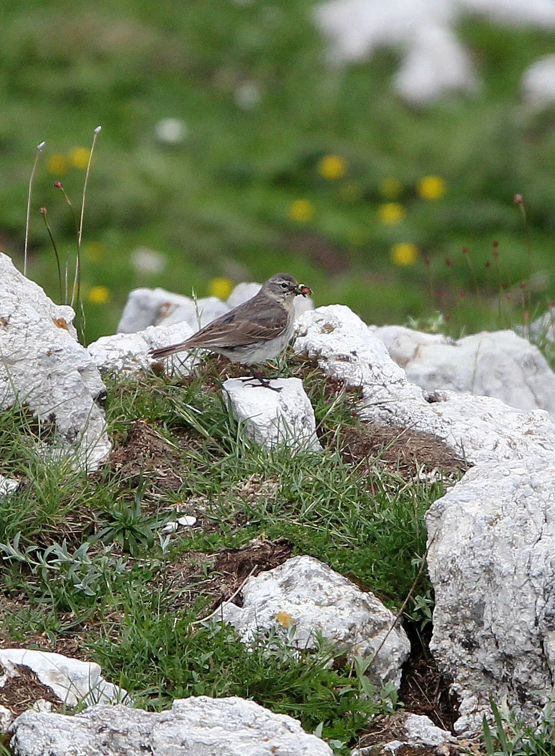 Tawny Pipit (Anthus campestris) ABRUZZO NATIONAL PARK ITALY (10).JPG