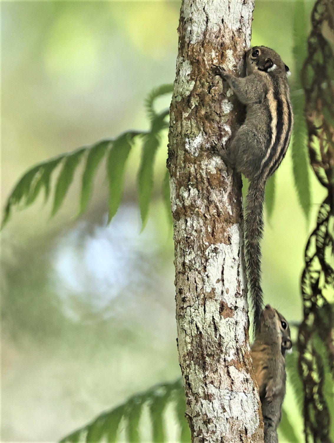Tamiops mcclellandii - HIMALAYAN STRIPED SQUIRREL - FRASER'S HILL, MALAYSIA JUNE 2022 (1).jpg