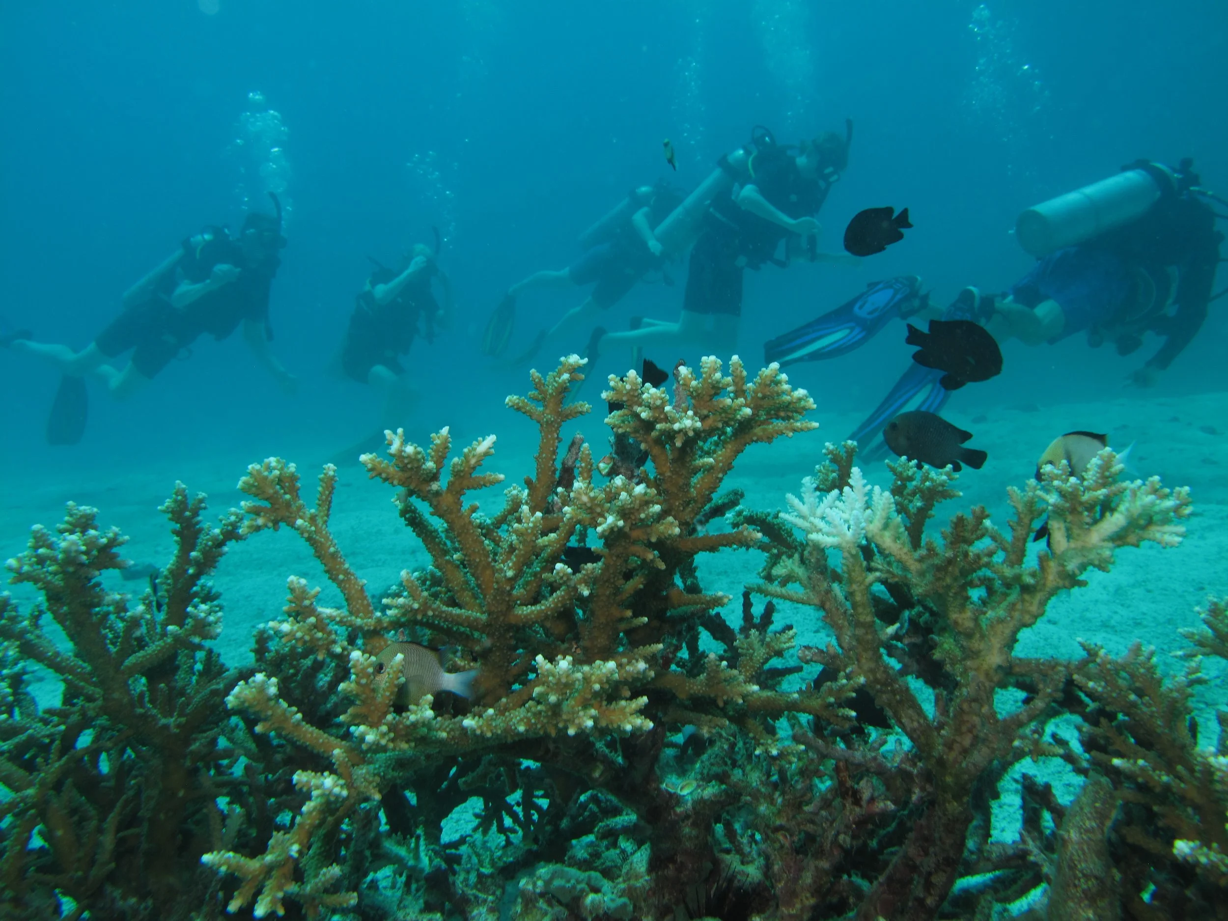 2013 Diving Koh Lanta (84).jpg