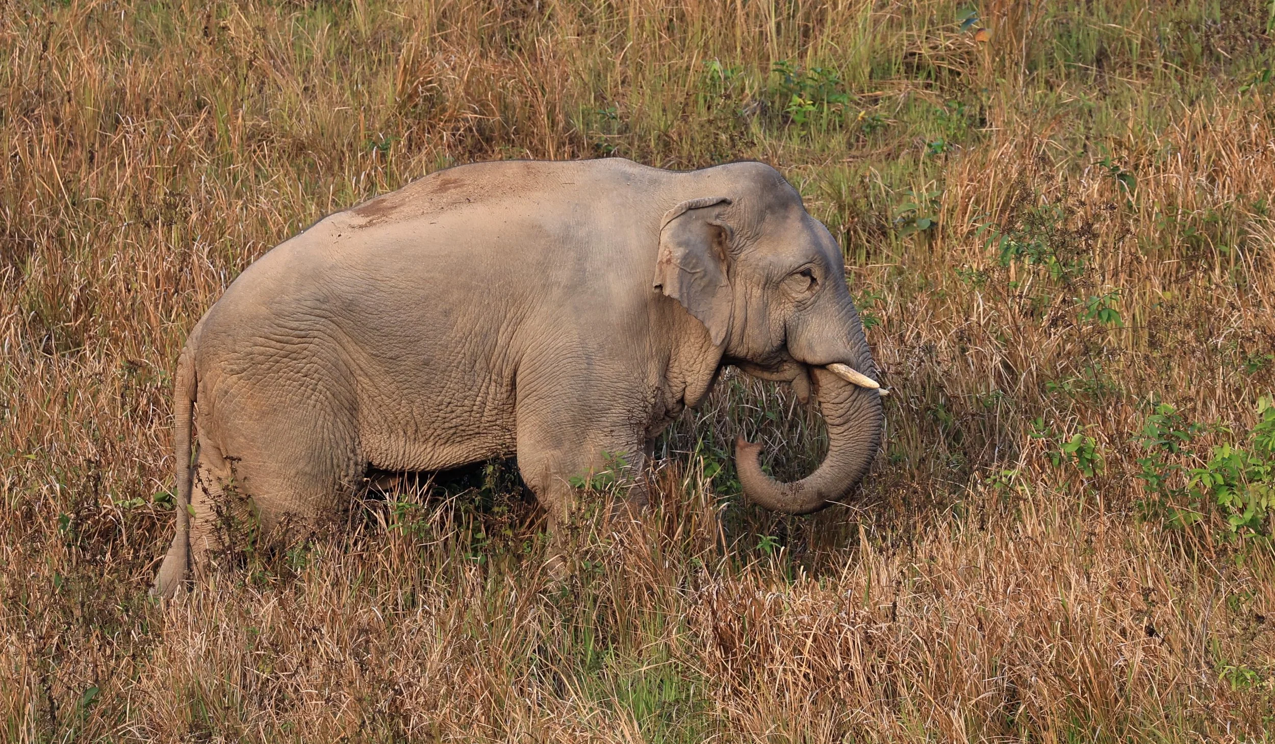 Asian Elephant (Elephas maximus) Khao Yai National Park, Thailand (120).jpg
