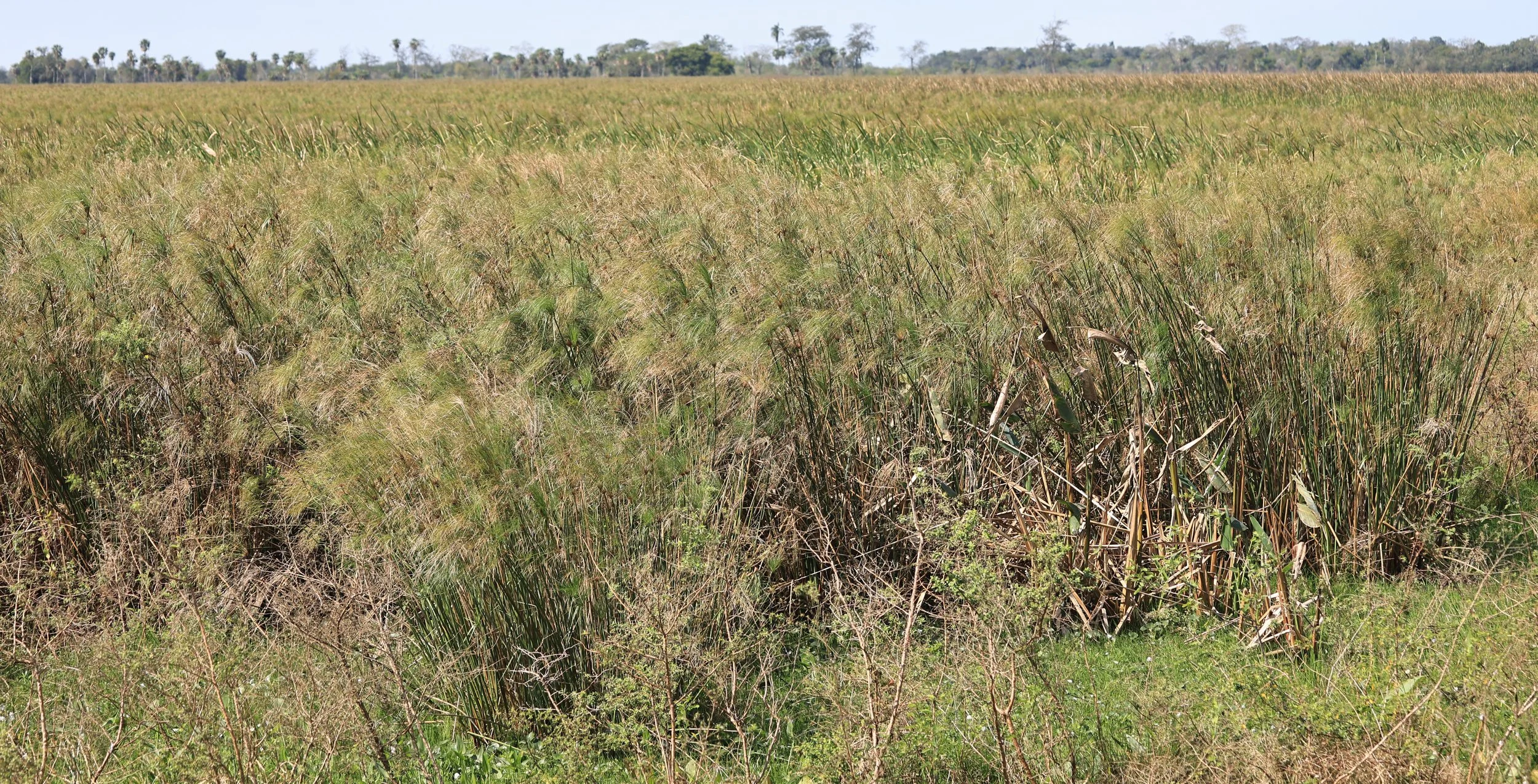 Mexican Papyrus  Piripiri (Cyperus giganteus) Asuncion Paraguay