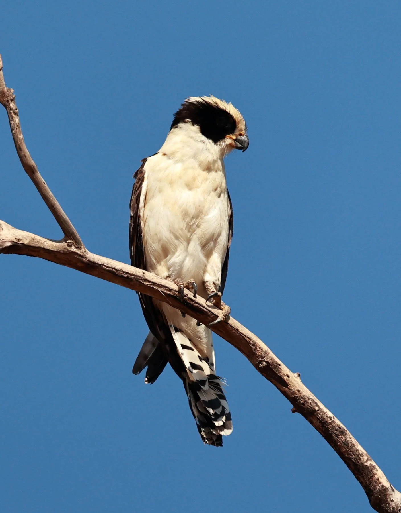 Falcon - Laughing Falcon - Herpetotheres cachinnans - Pantanal - Mato Grosso, Transpantaneira M-060 (19).jpg