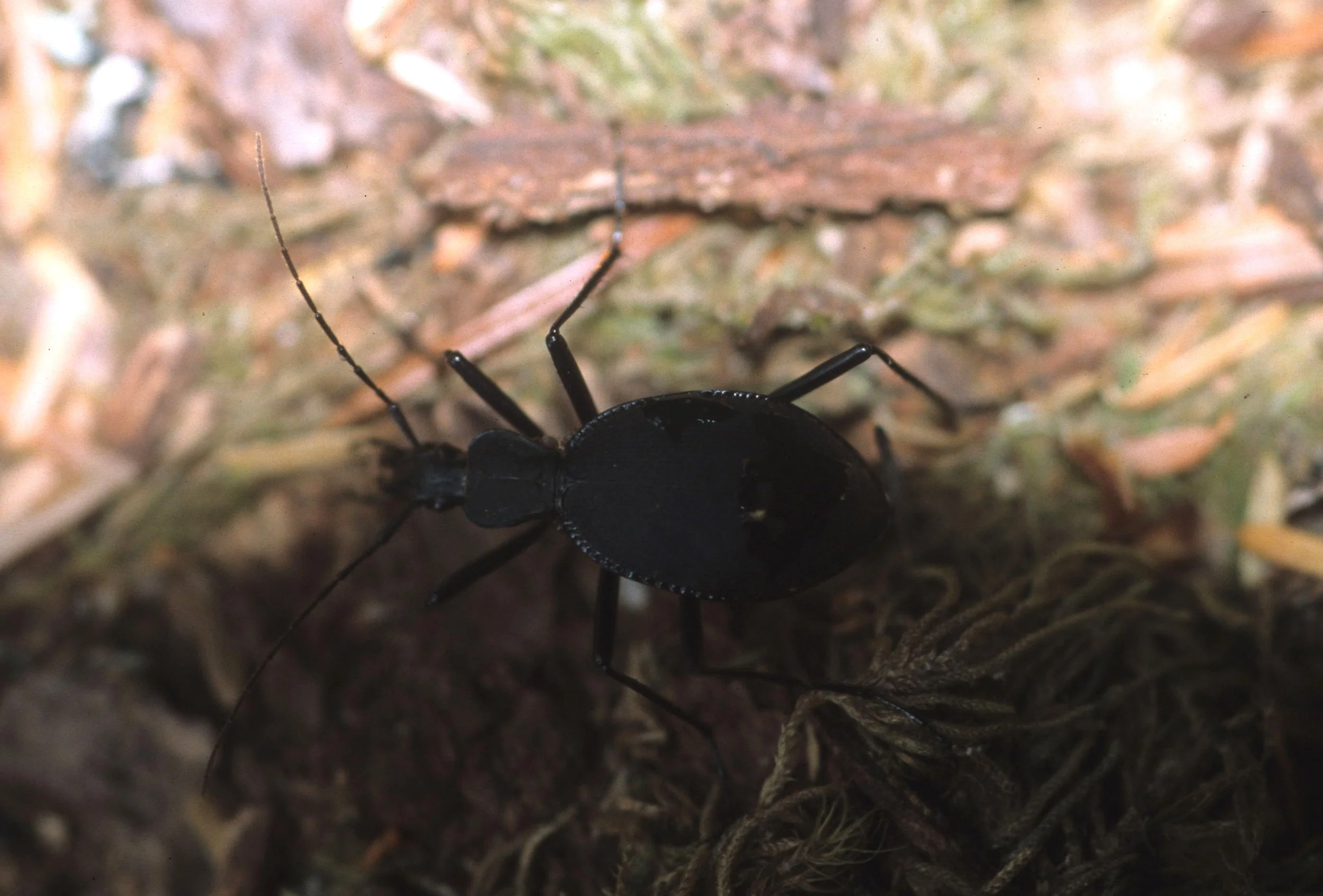 INVERTS - COLEOPTERA - CARABUS SPECIES.jpg
