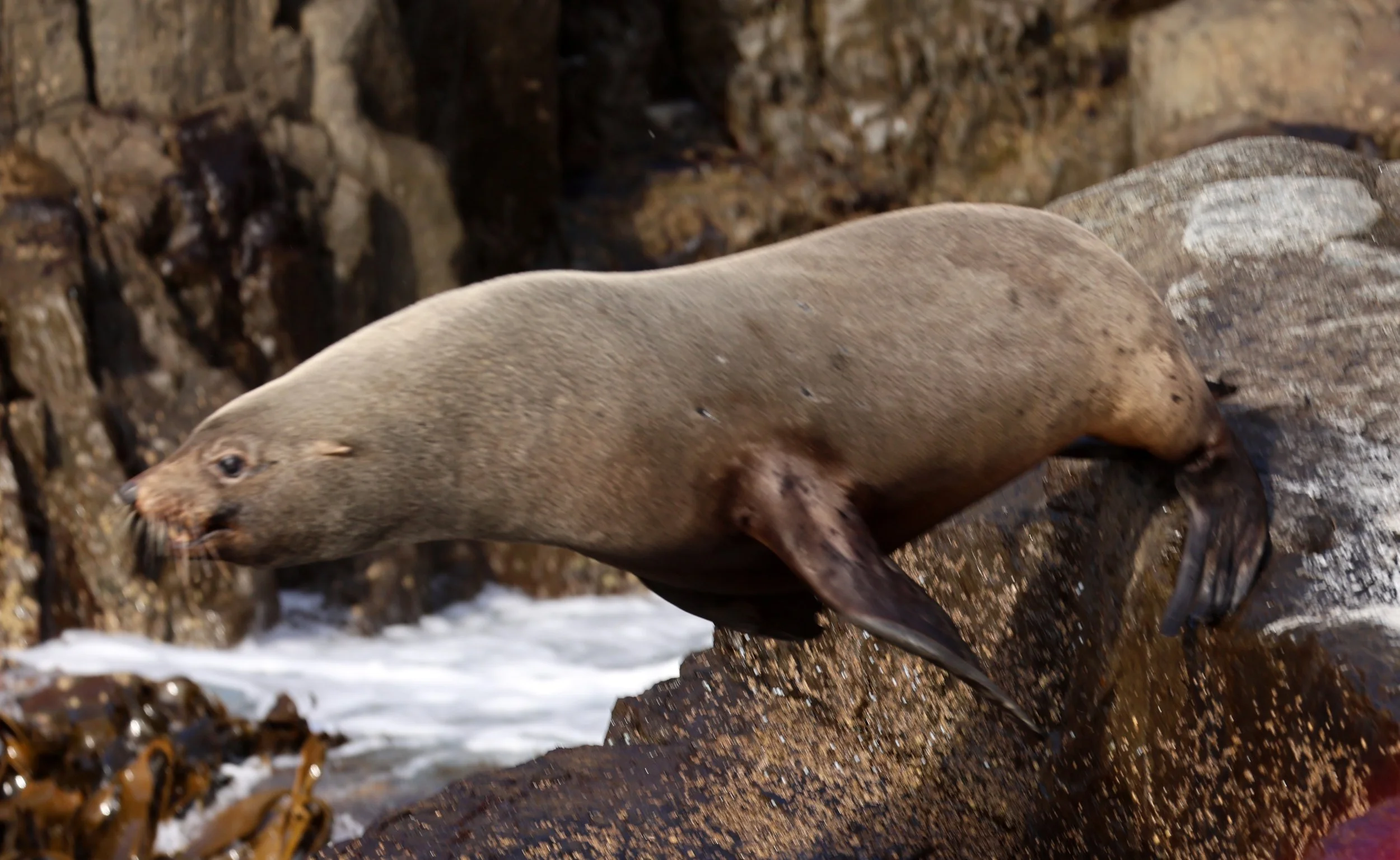 Australian Fur Seal (Arctocephalus pusillus doriferus) Tasman Island & Southeast Coast - Tasmania 