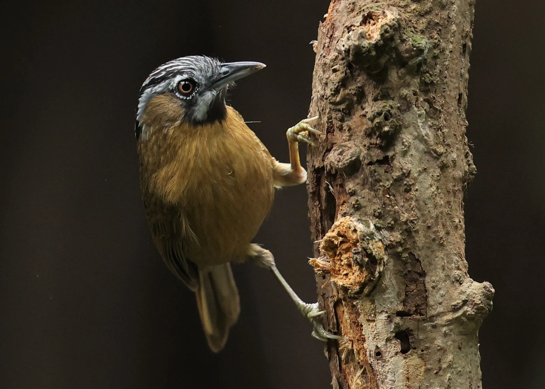 BABBLER - GREY-THROATED BABBLER - Stachyris nigriceps - DOI INTHANON NP CHIANG MAI, DEC 2021 (21).JPG