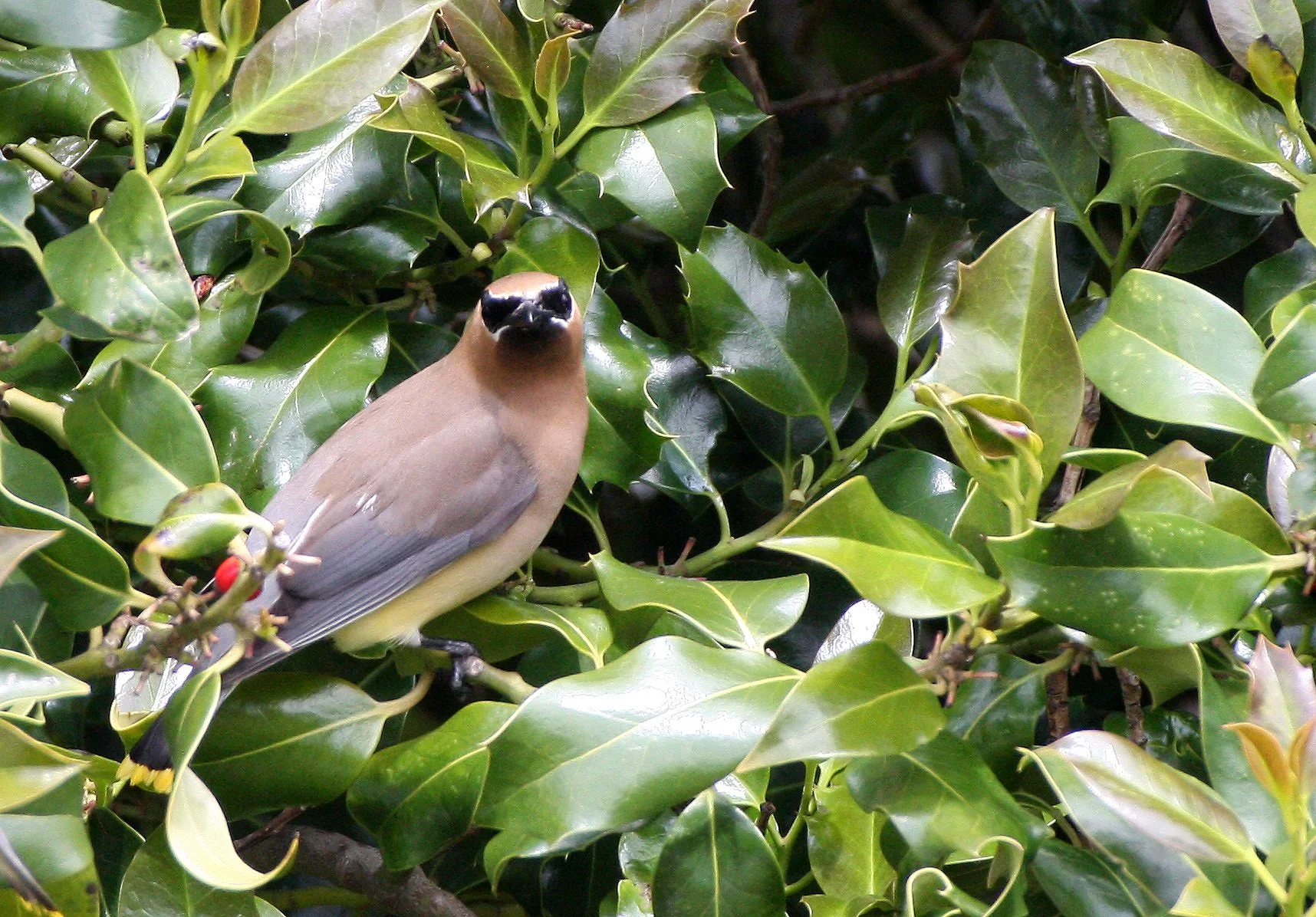 BIRD - WAXWING - CEDAR WAXWING - DUNGENESS SEQUIM WA (22).JPG