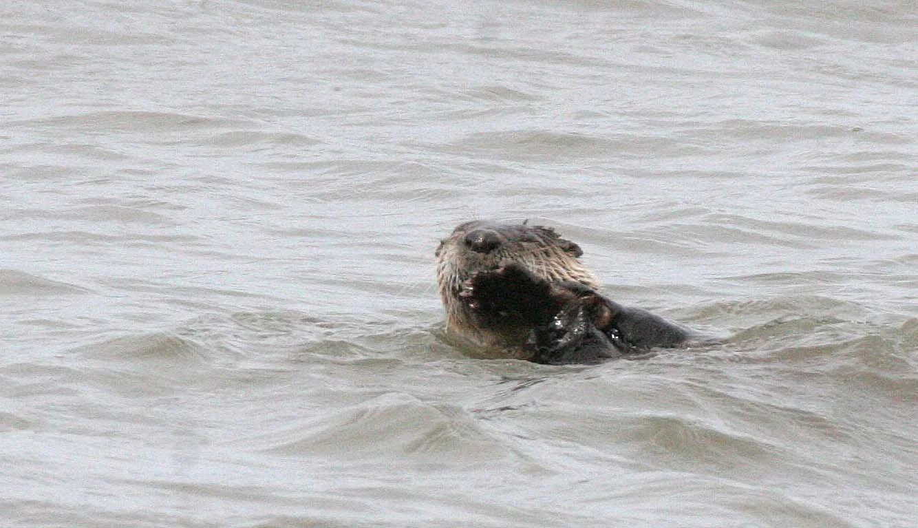MUSTELLID - OTTER - RIVER OTTER - LAKE FARM BEACH WA  (14).jpg