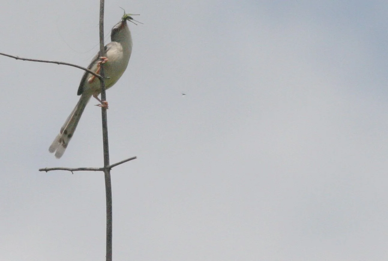 BIRD - PRINIA - YELLOW-BELLIED PRINIA - PRINIA FLAVIVENTRIS - KHAO YAI NATIONAL PARK THAILAND (6).JPG