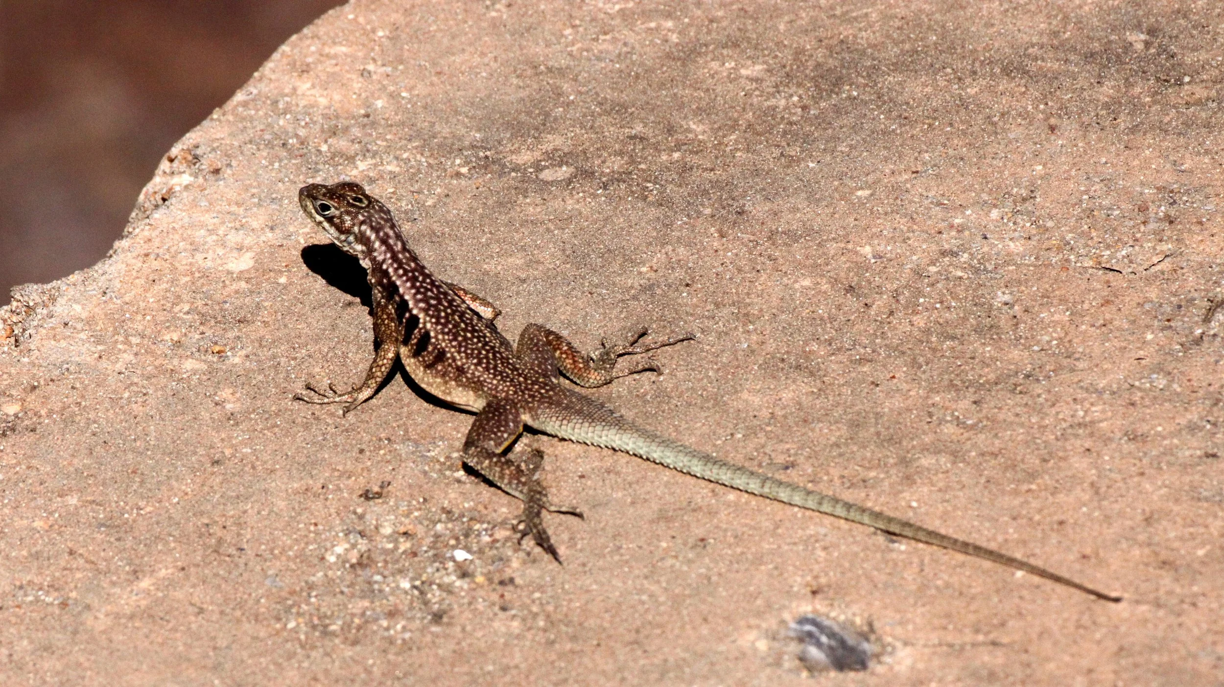 Madagascar Rock Iguana (Oplurus saxicola) Andohahela NP, Madagascar