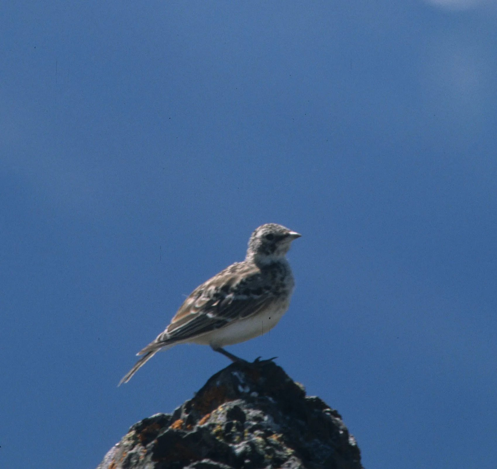 Horned Lark (Eremophila alpestris) Deer Park Campground Olympic National Park Washington (5).jpg