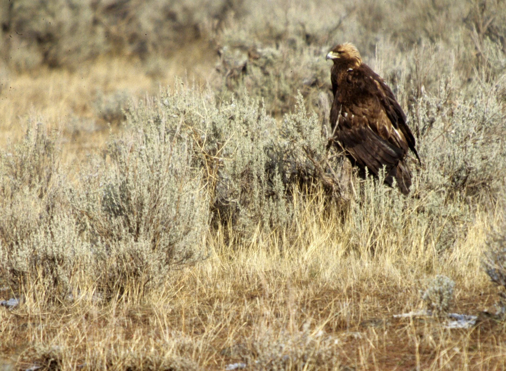 Aquila chrysaetos canadensis - AMERICAN GOLDEN EAGLE - KLAMMATH BASIN NORTHERN CALIFORNIA (3).jpg