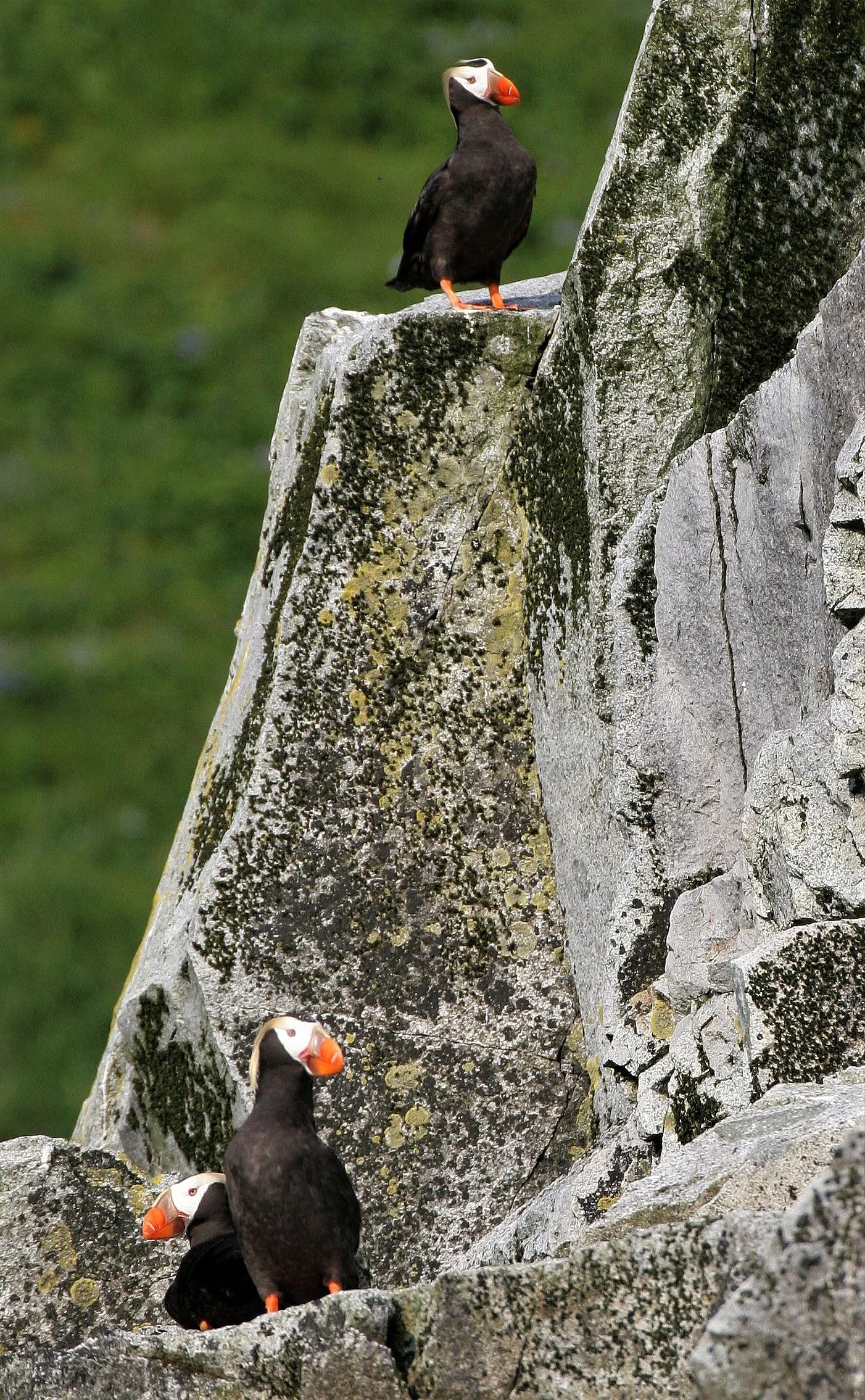Fratercula cirrhata - TUFTED PUFFIN - COMMANDERS MEDNY ISLAND aa1 (1).jpg