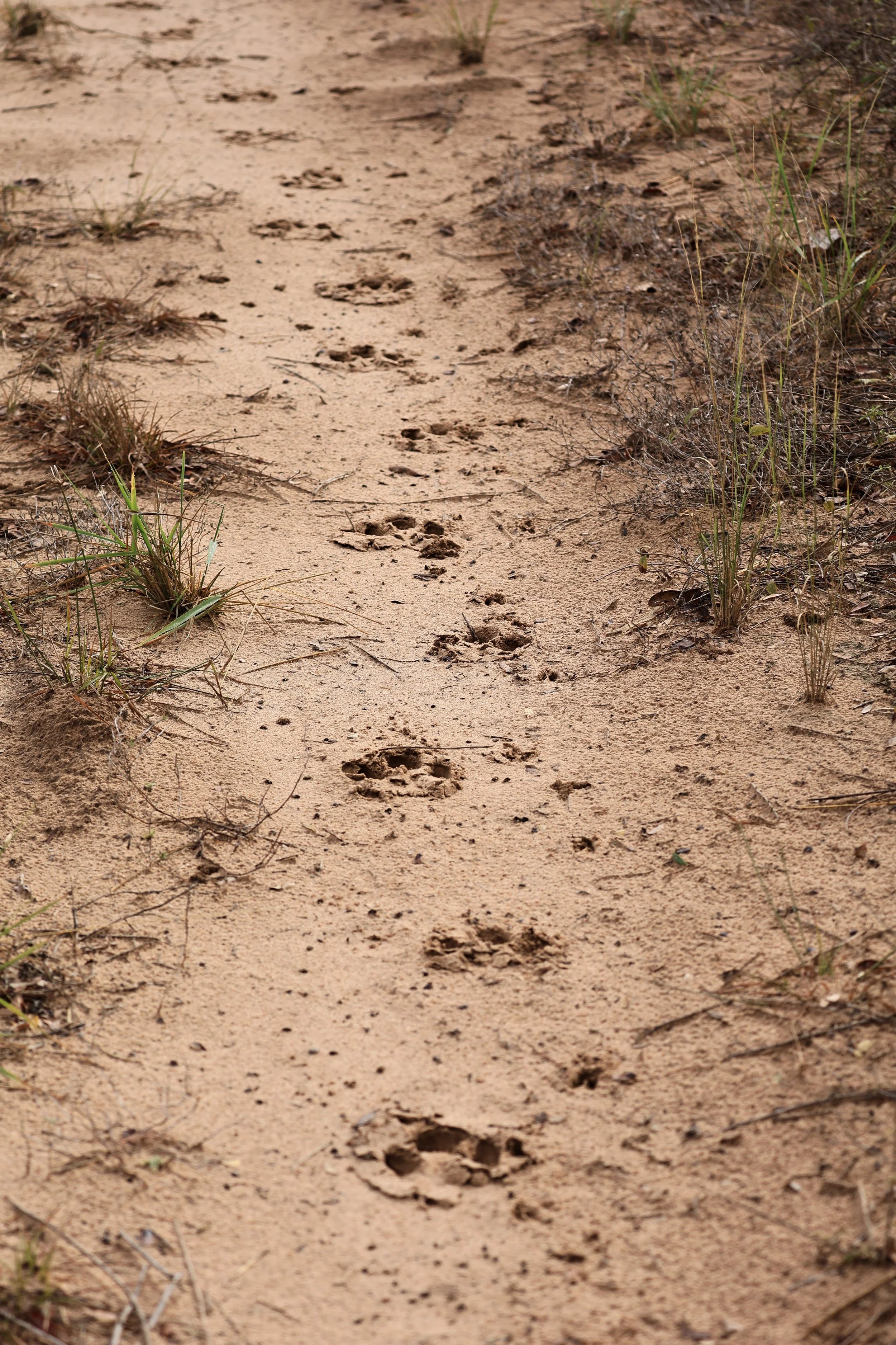 South American Tapir tracks Selva Serena Natural Reserve (38).jpg